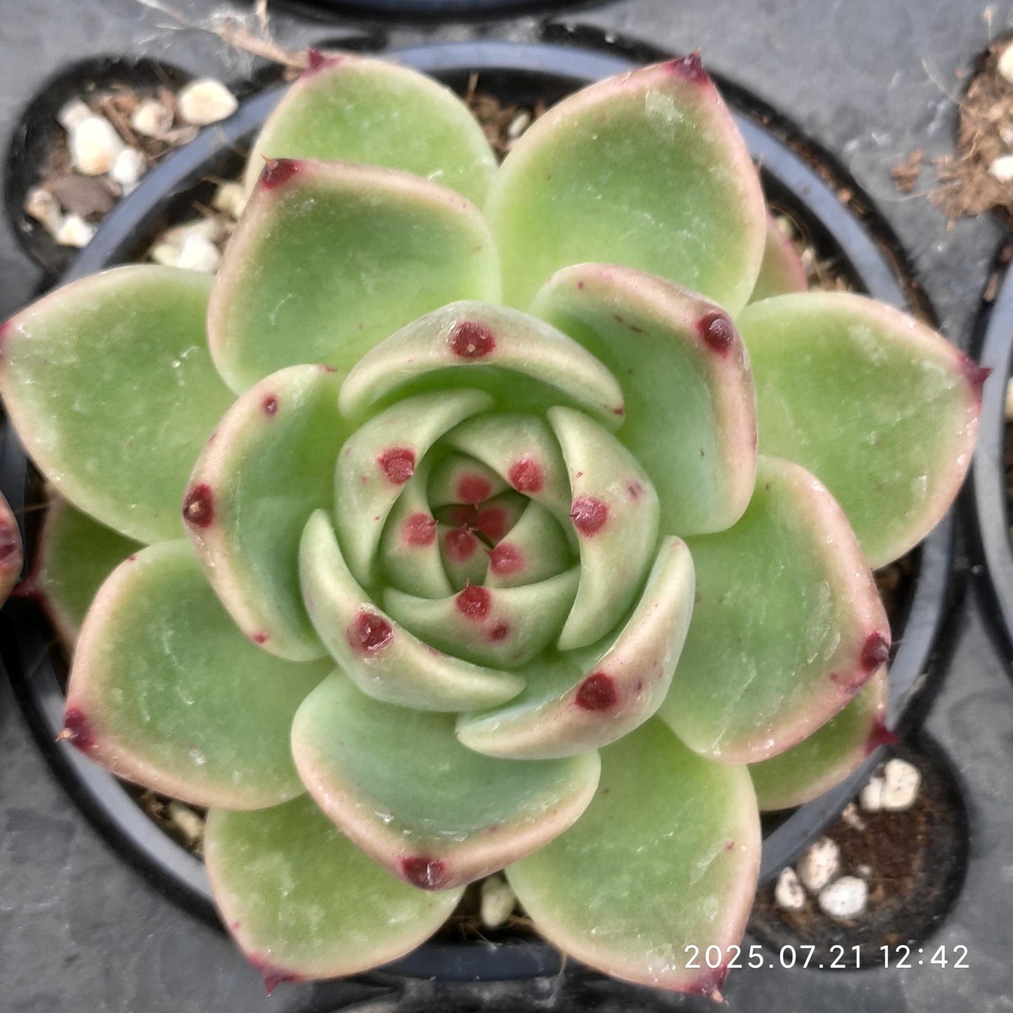 MMY431 ブルードラゴン(9cm pot)