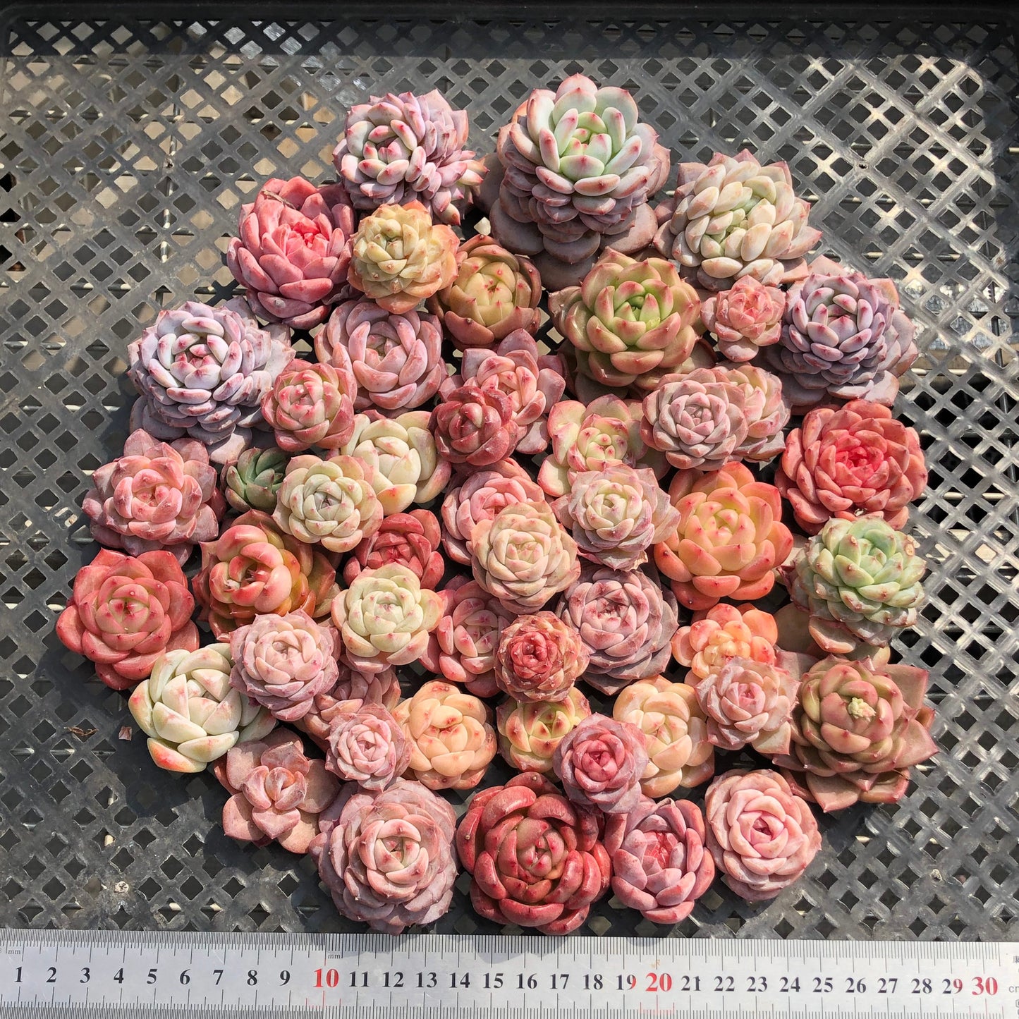 22048 ミックス苗 11