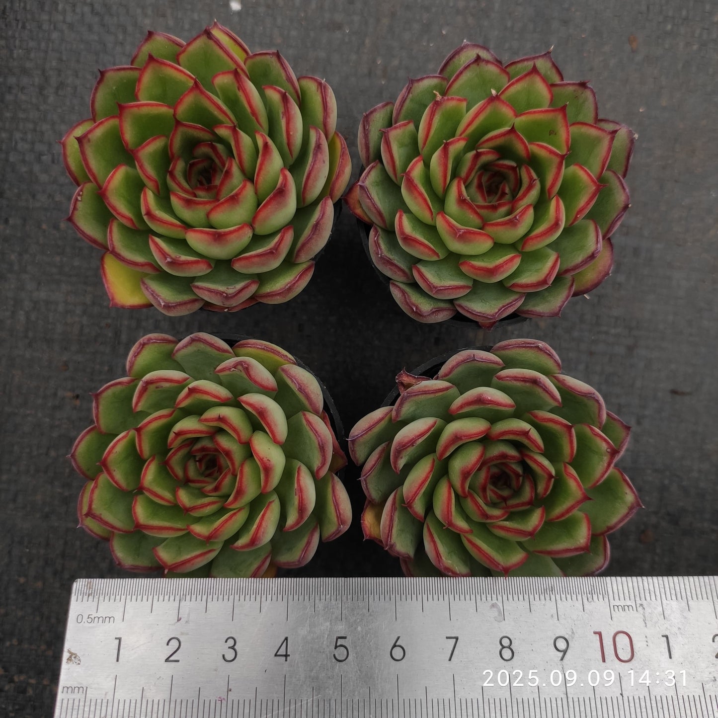 MMT007 ファイヤーフライ(蛍) (5.5cm pot)