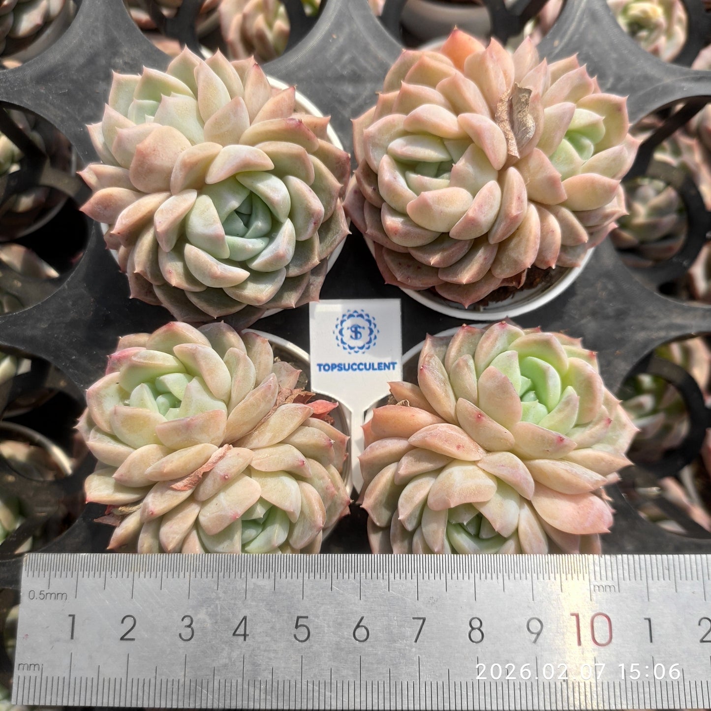 22867 フロスティング