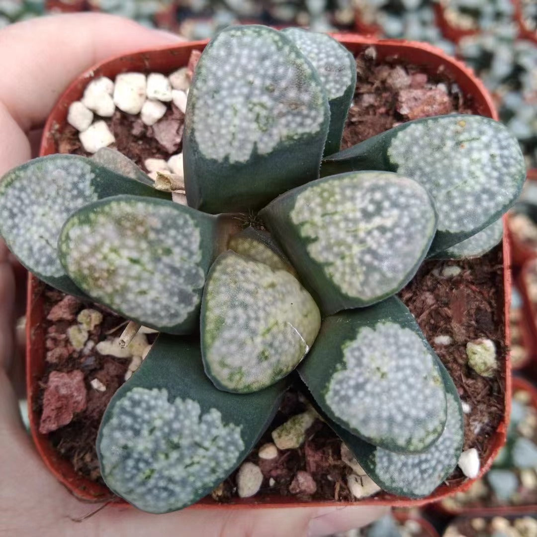 CS027 グロエネワルディ(7cm pot)