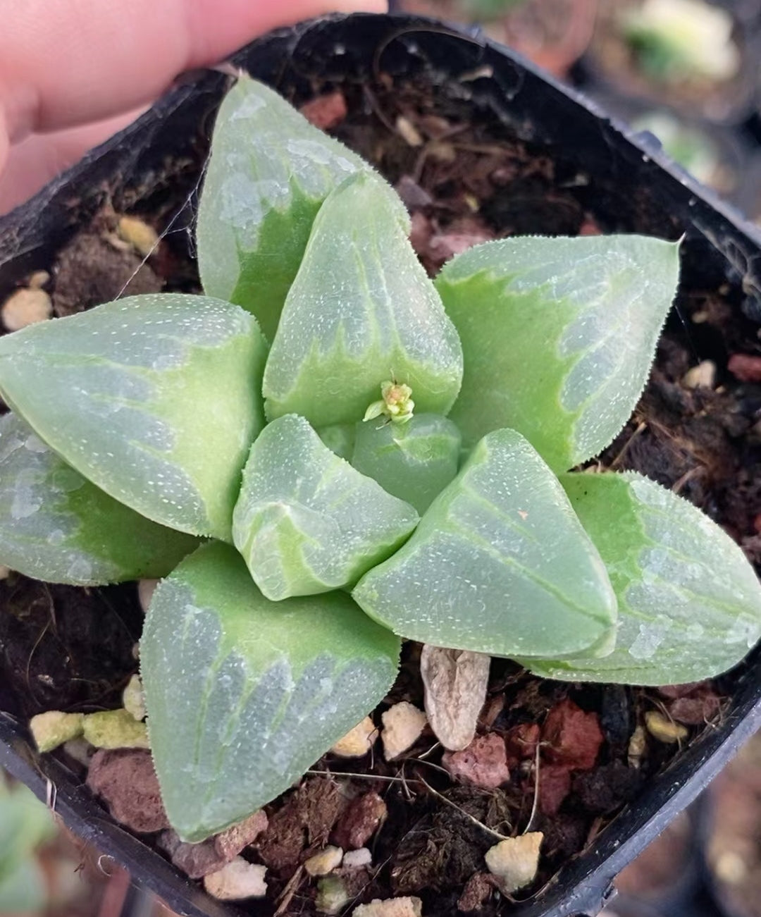 CS143 冰城壽 (7cm pot)