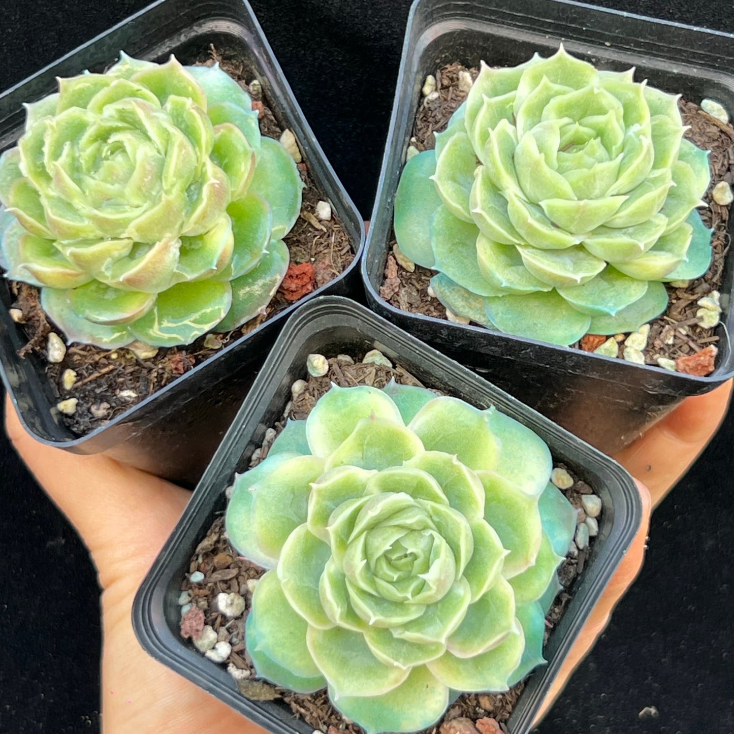 BL2016 シュリンプ ダンプリングズ(7cm pot)