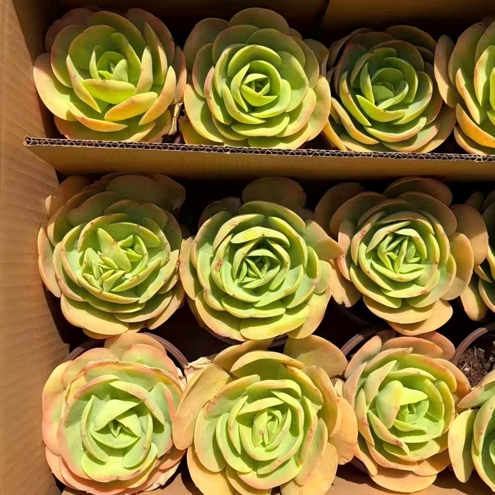 261181 ピーチプライド