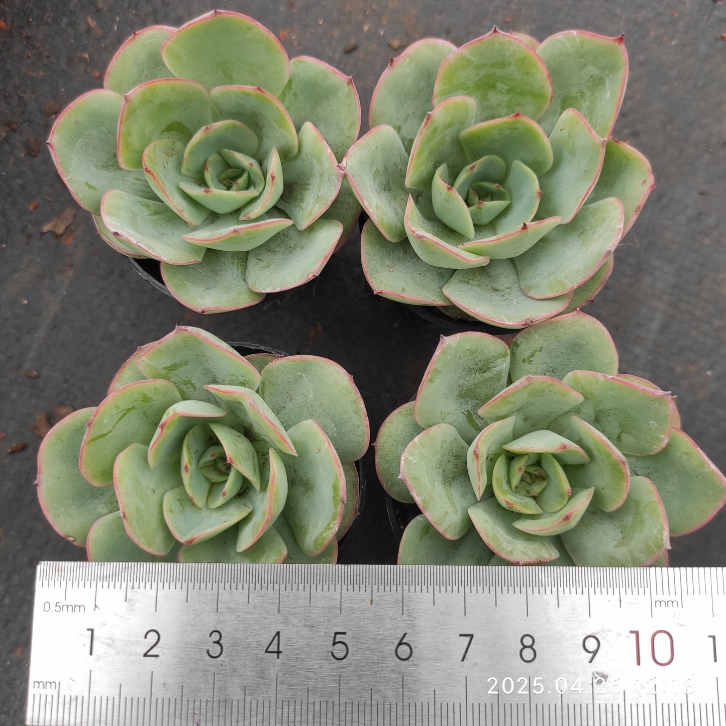 MMT458 モダンジェオン(5cm pot)