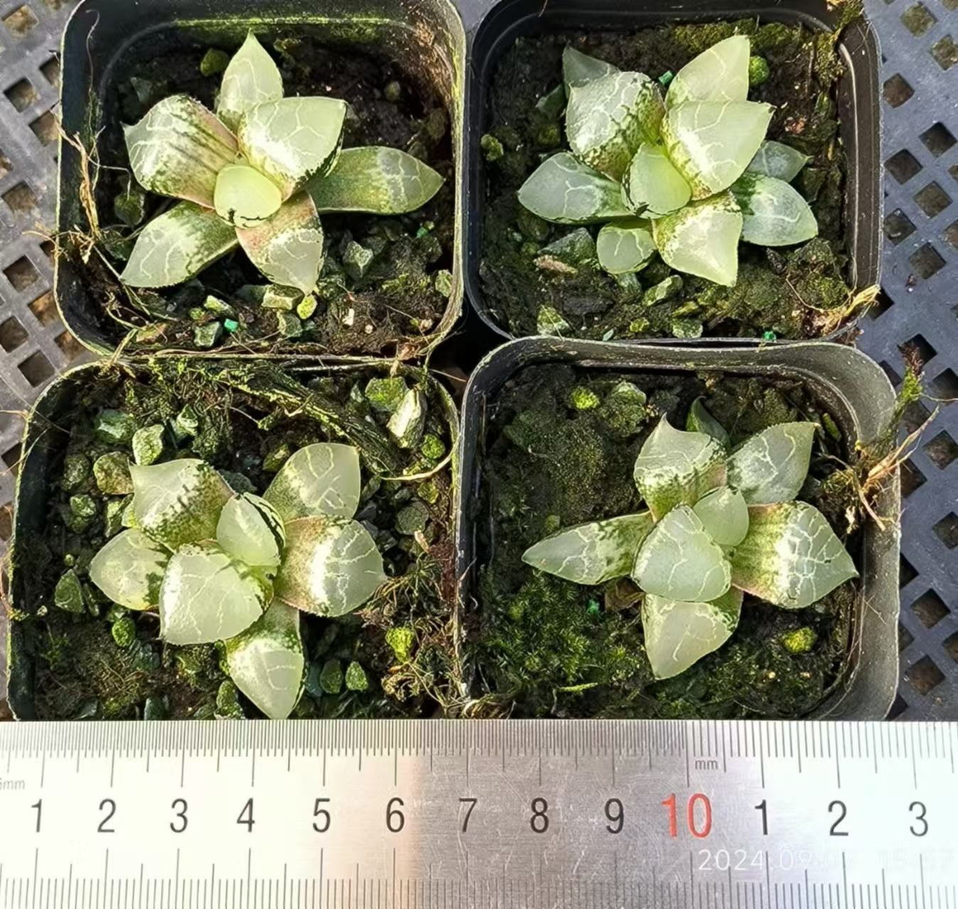 7406 アイスキング