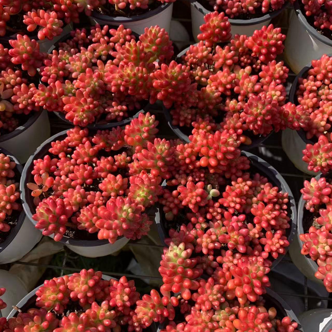 22958 クラウゼン錦(12cm pot)