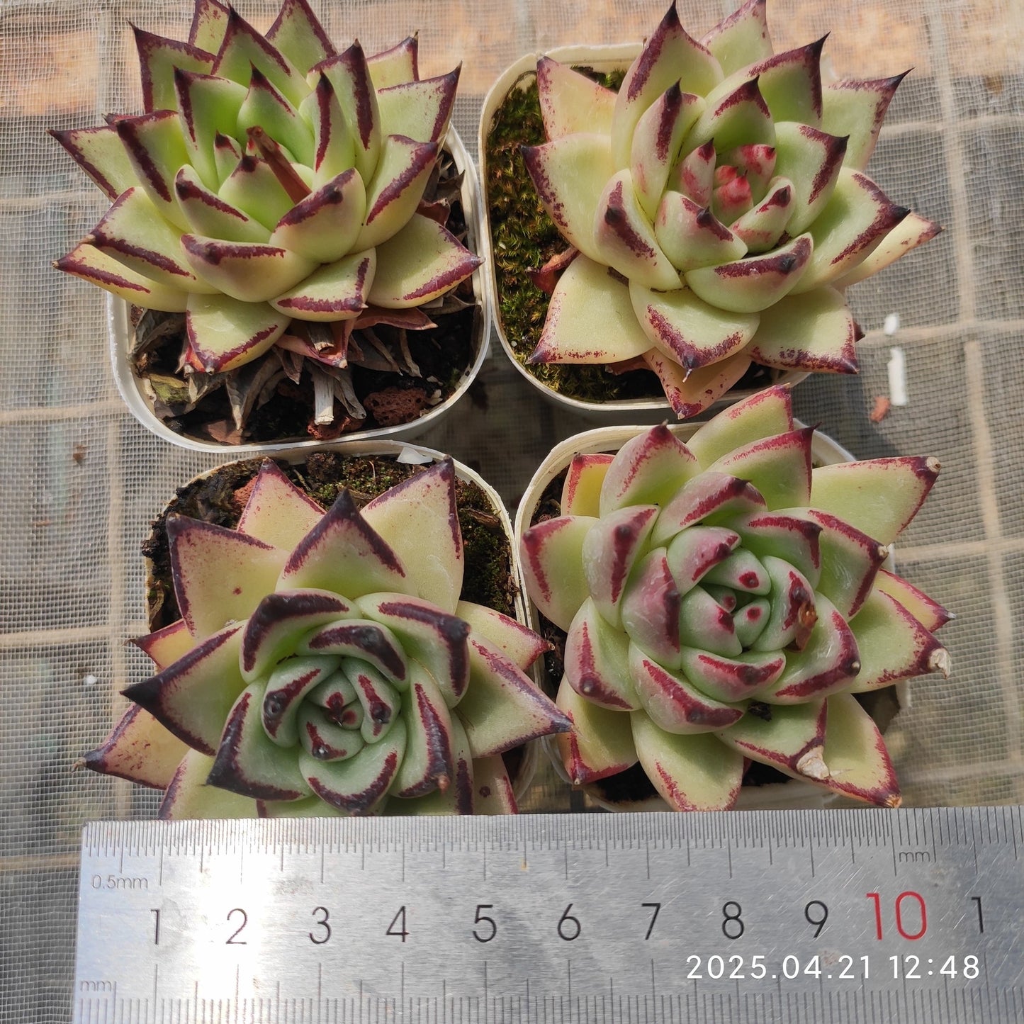 SKL128 エボニー(7cm pot)