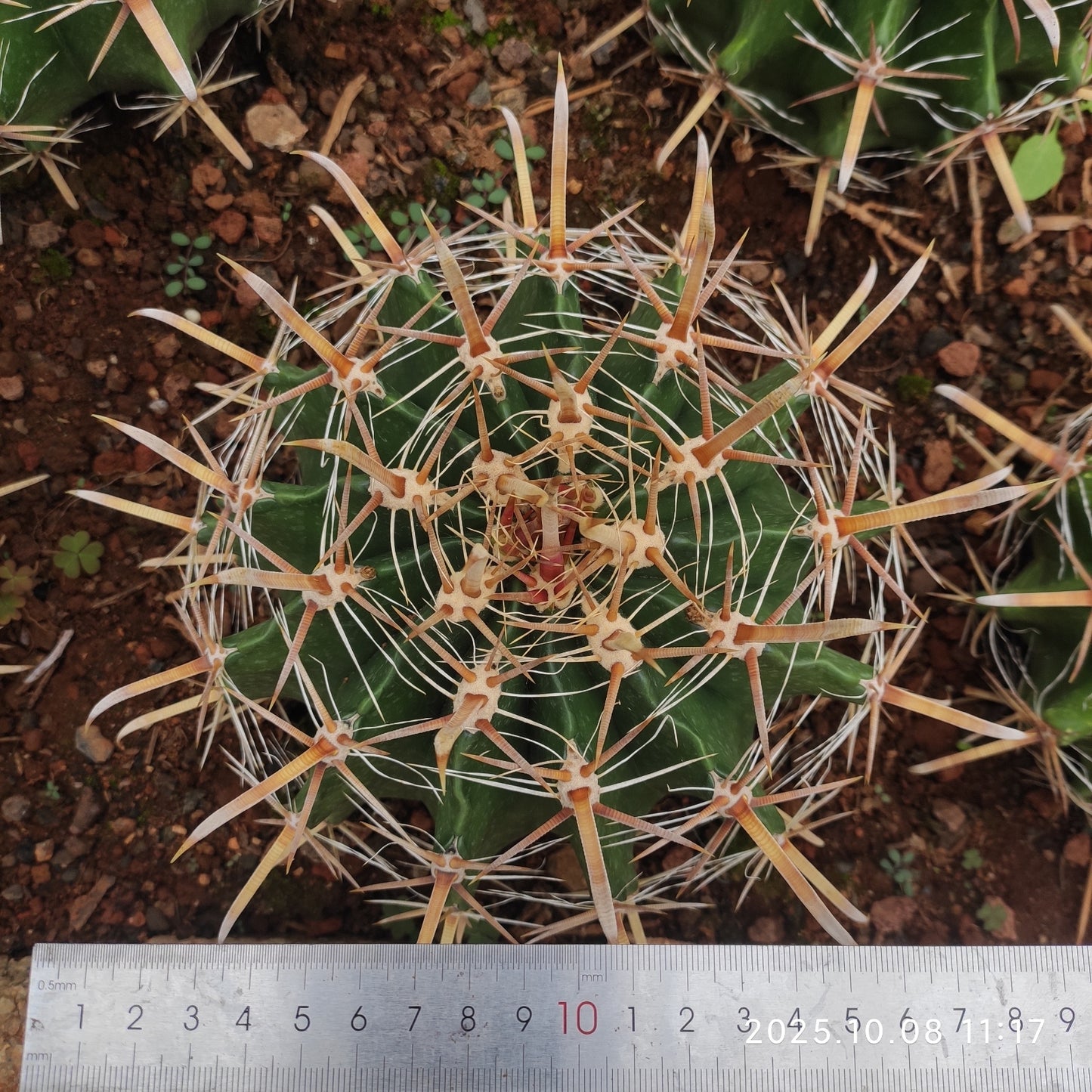 DMC044 フェロカクタス 半島玉(18cm pot)