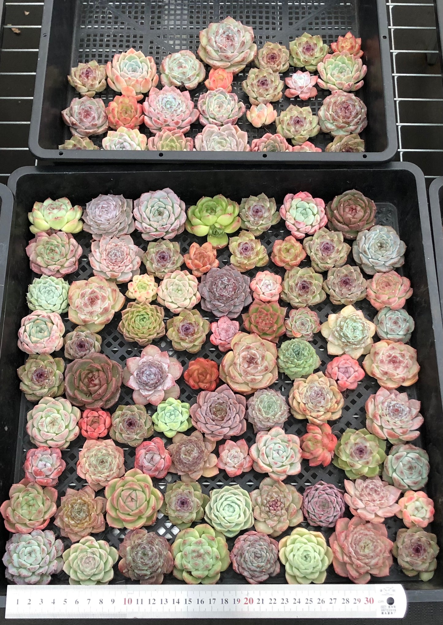 20076 ミックス苗100株(4cm pot)20