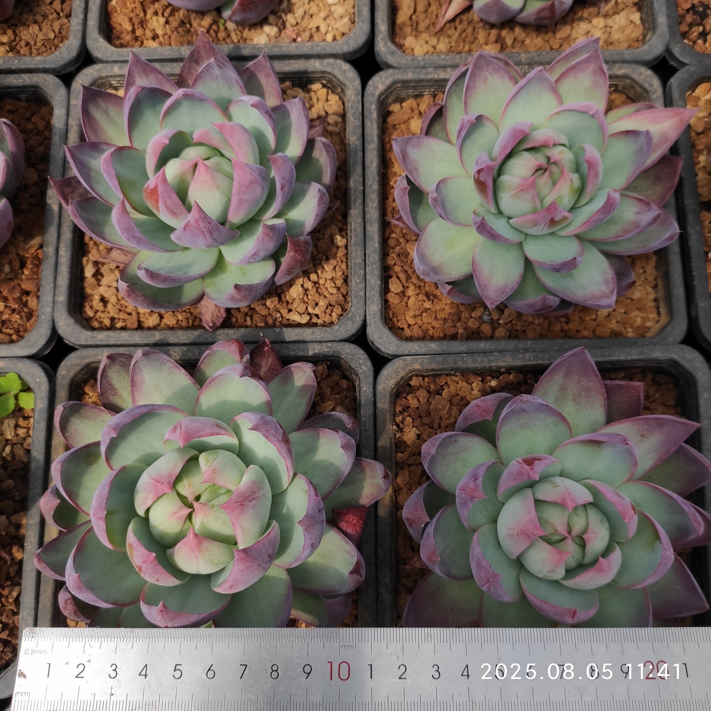 LXX012 カシオ(14cm pot)