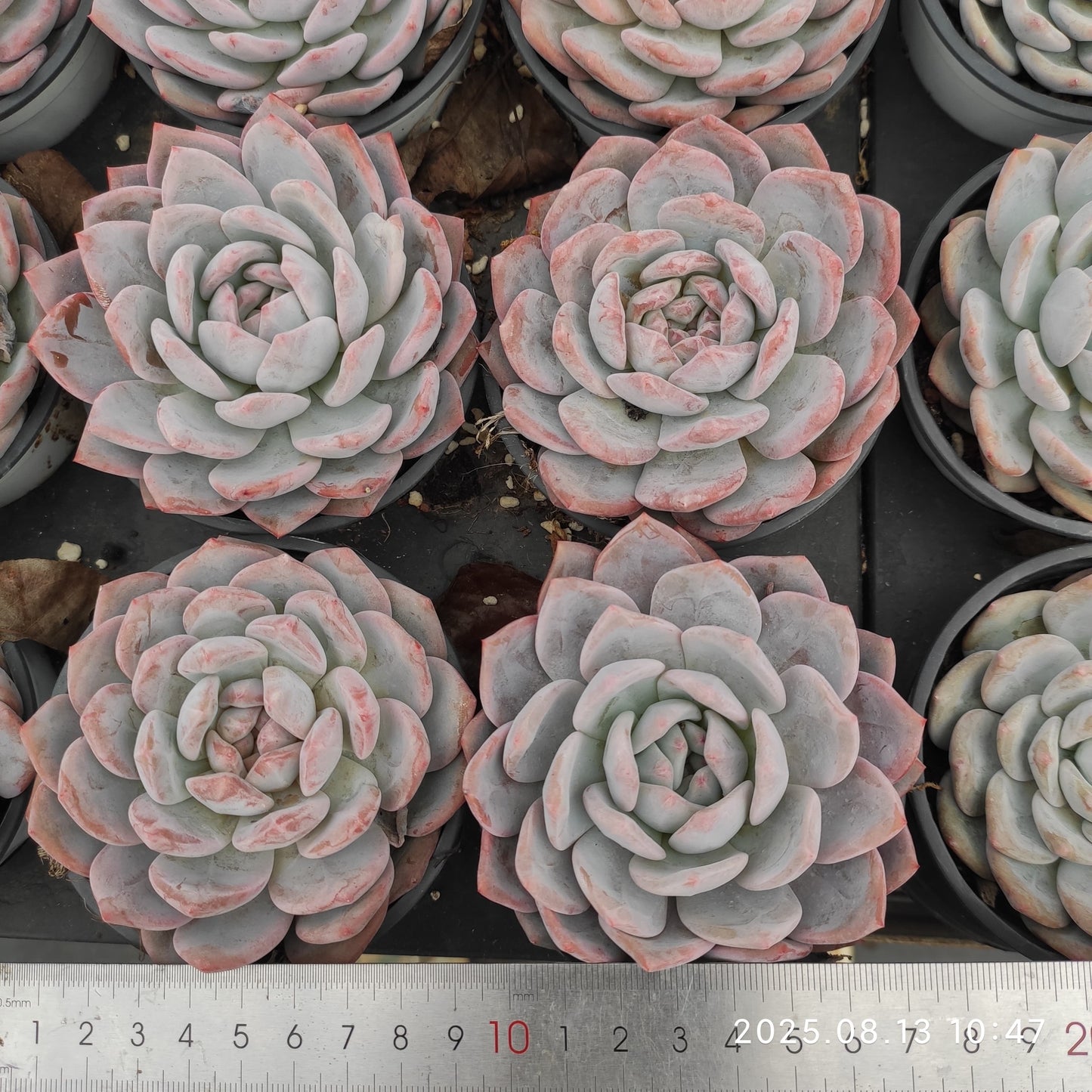 LB026 オレンジモンロー(9cm pot)