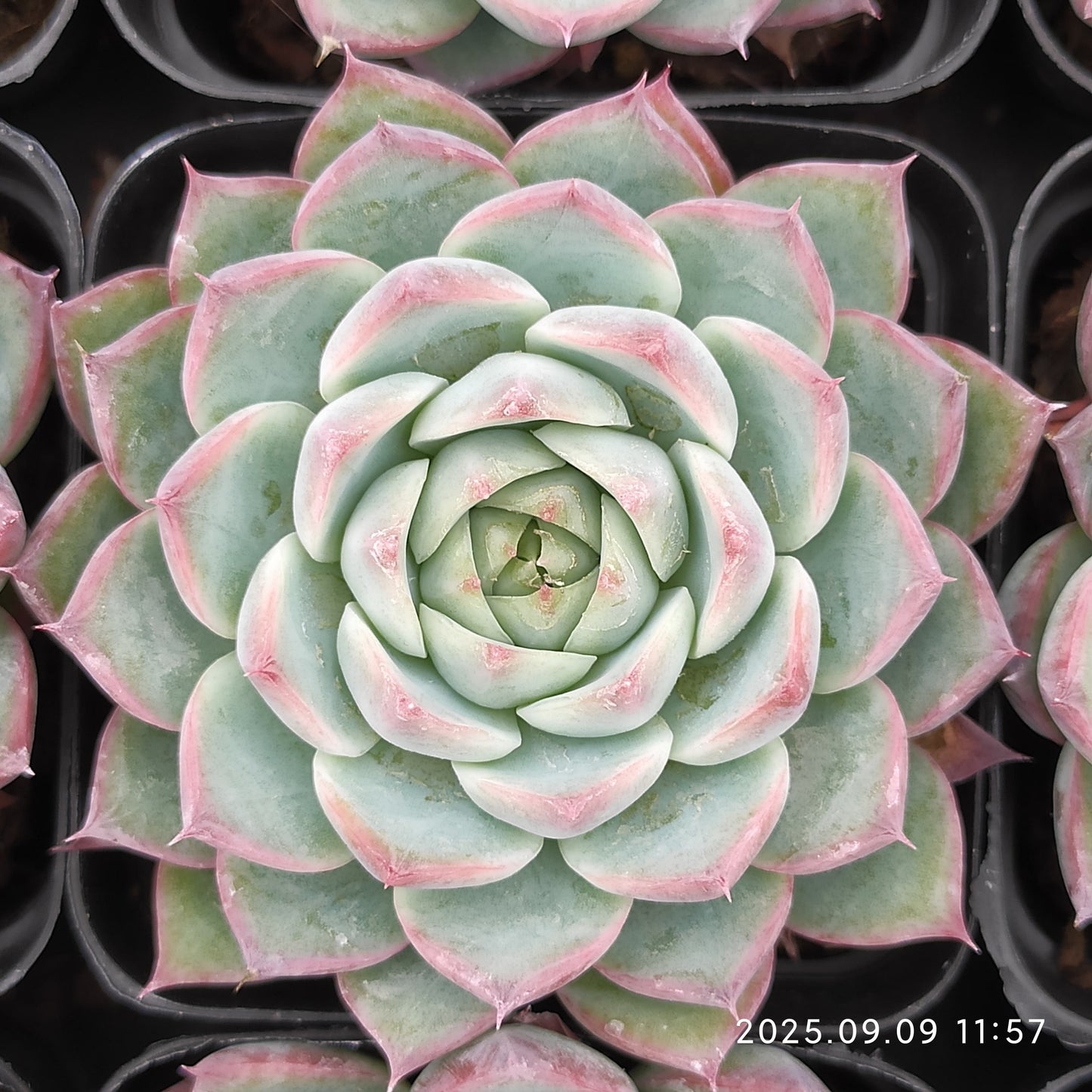 MMT870 ピンククリスタルローズ(7cm pot)