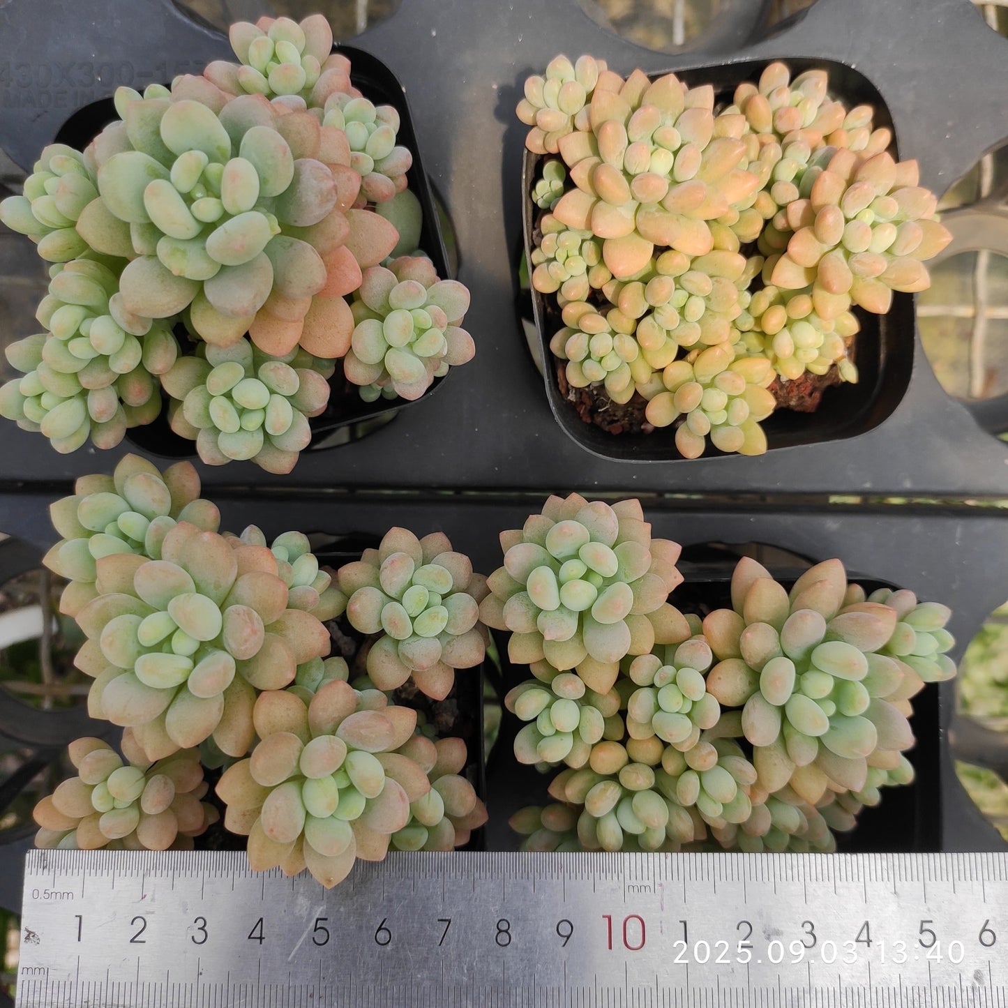 ZZA273 ロココ(7cm pot)