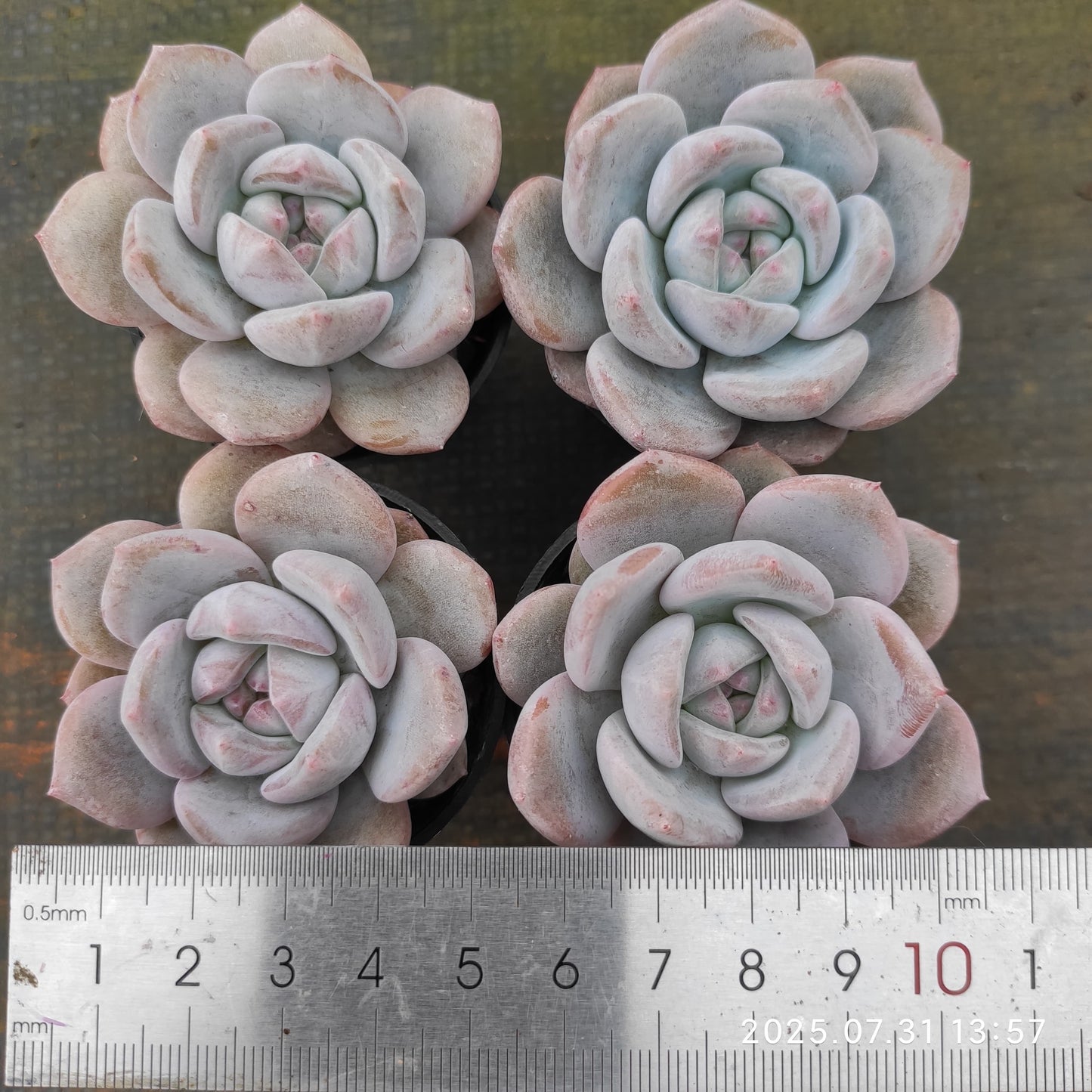MMT748 チョーク (5.5cm pot)