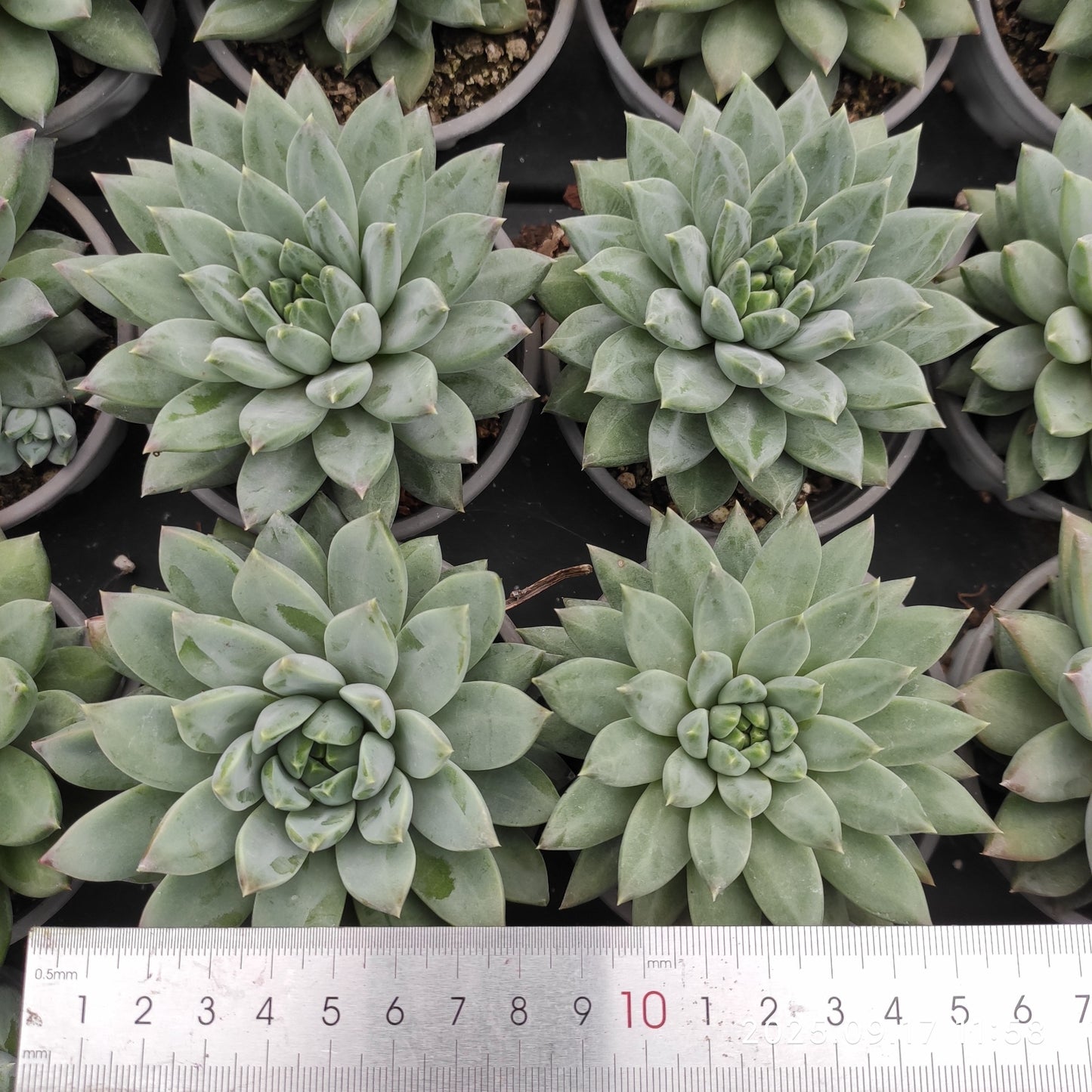 NGN601 ダークモンスター (9cm pot)