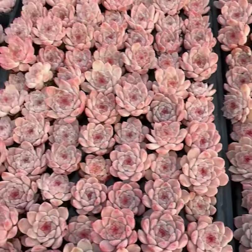 23222 アイススピリット(3cm pot)(ポット苗)