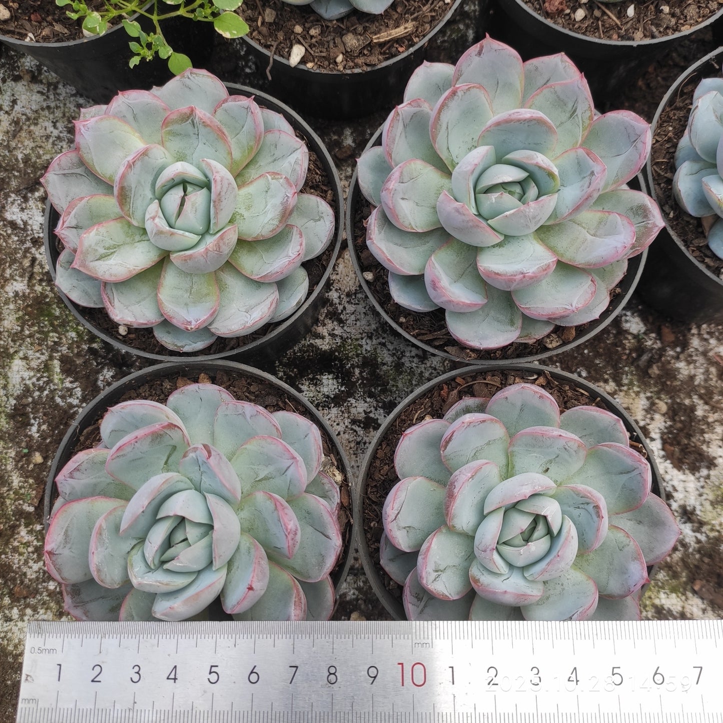 XY259 アイス ピュア(7cm pot)
