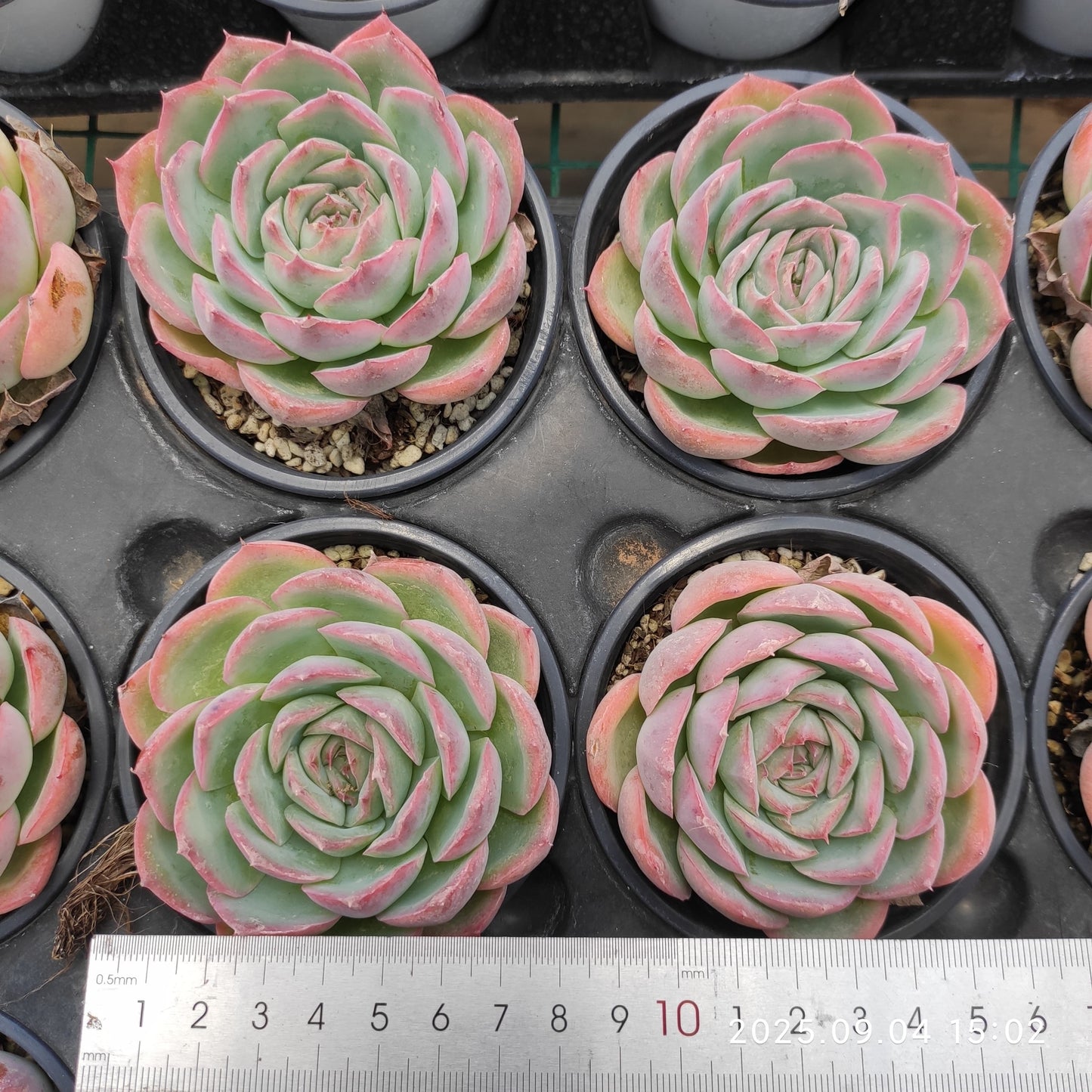 MMY230 シルエット(9cm pot)