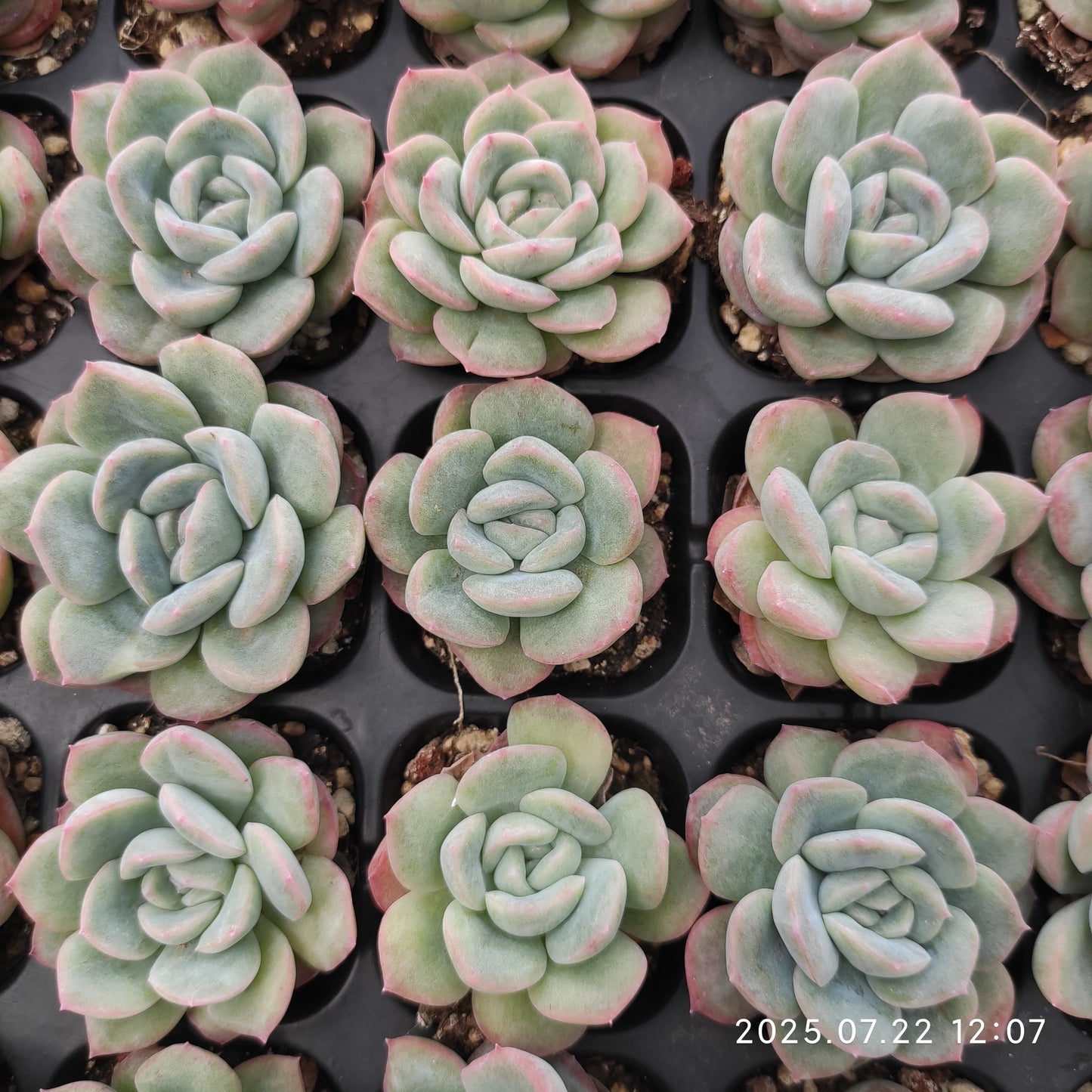 RC121 アマビルHyb(3cm pot)