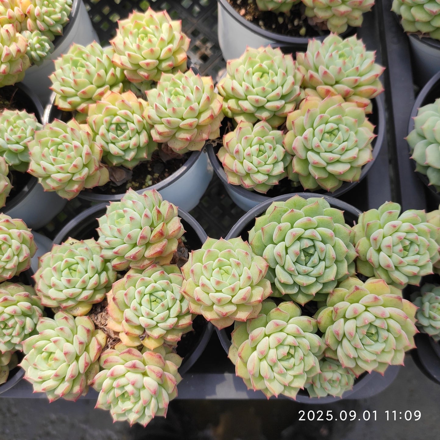 QN862 パンダフェイス(9cm pot)