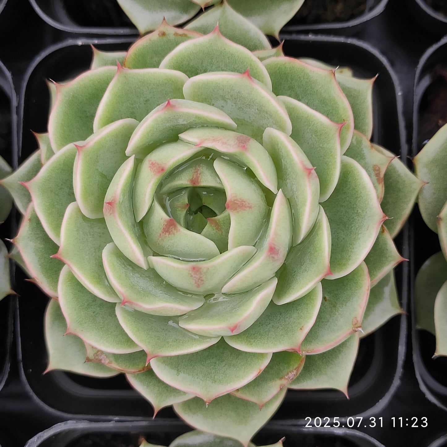 MMT531 ベンバディス(7cm pot)