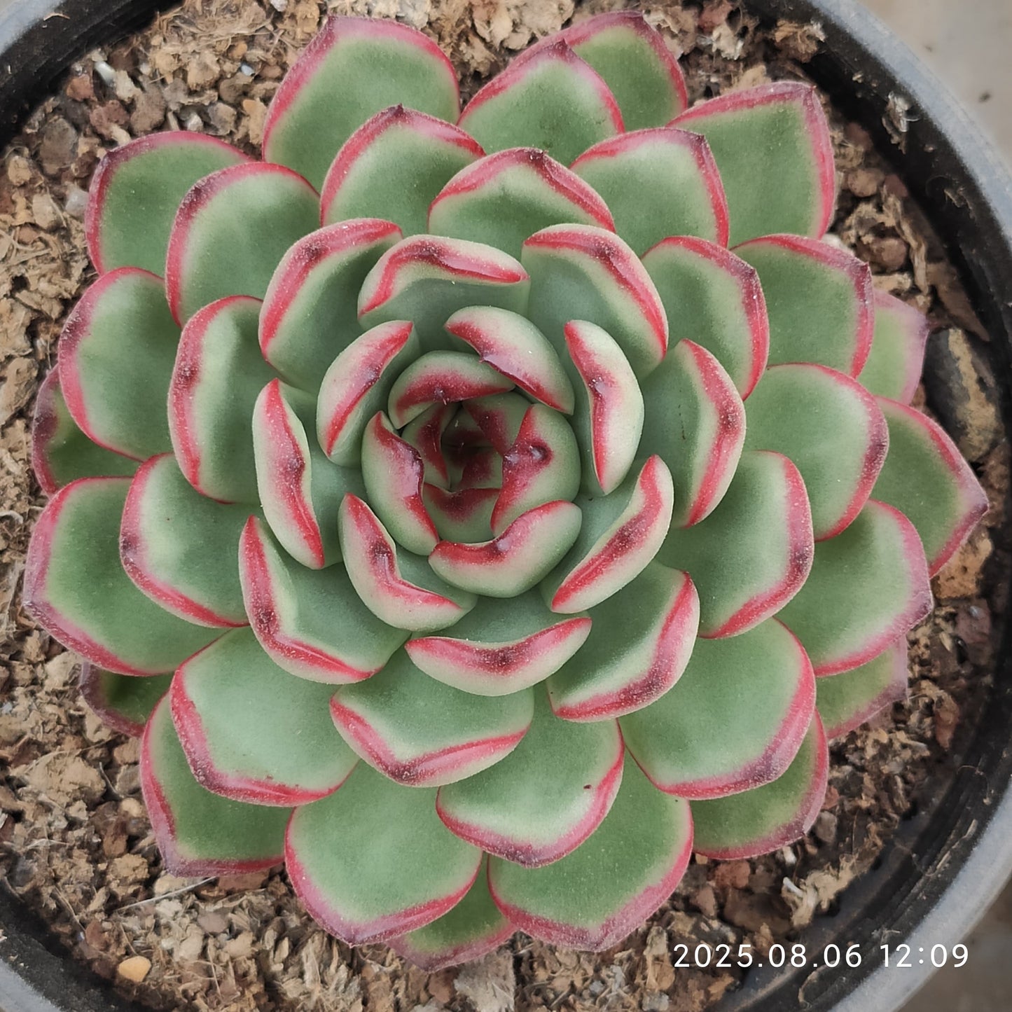 THH046 マールボロ(16cm pot)