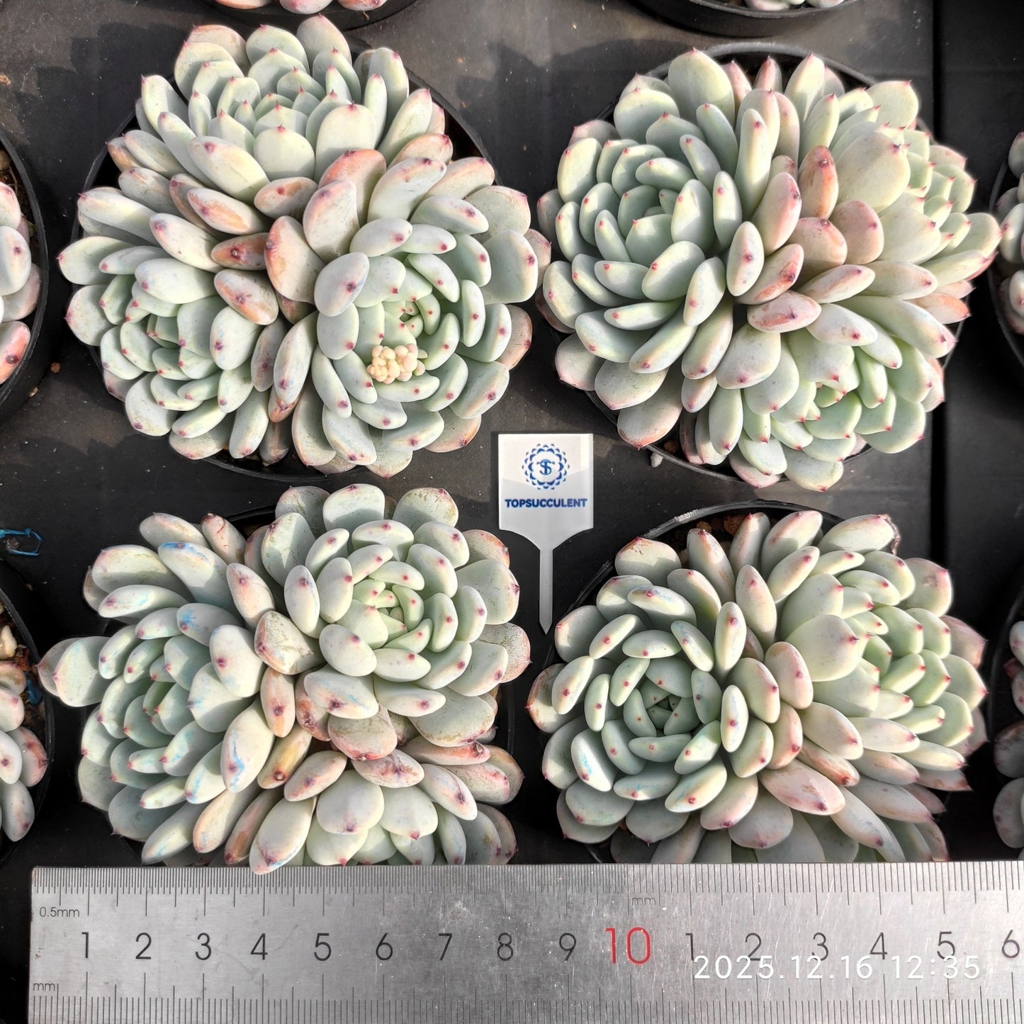 23681 ベヨント(9cm pot)