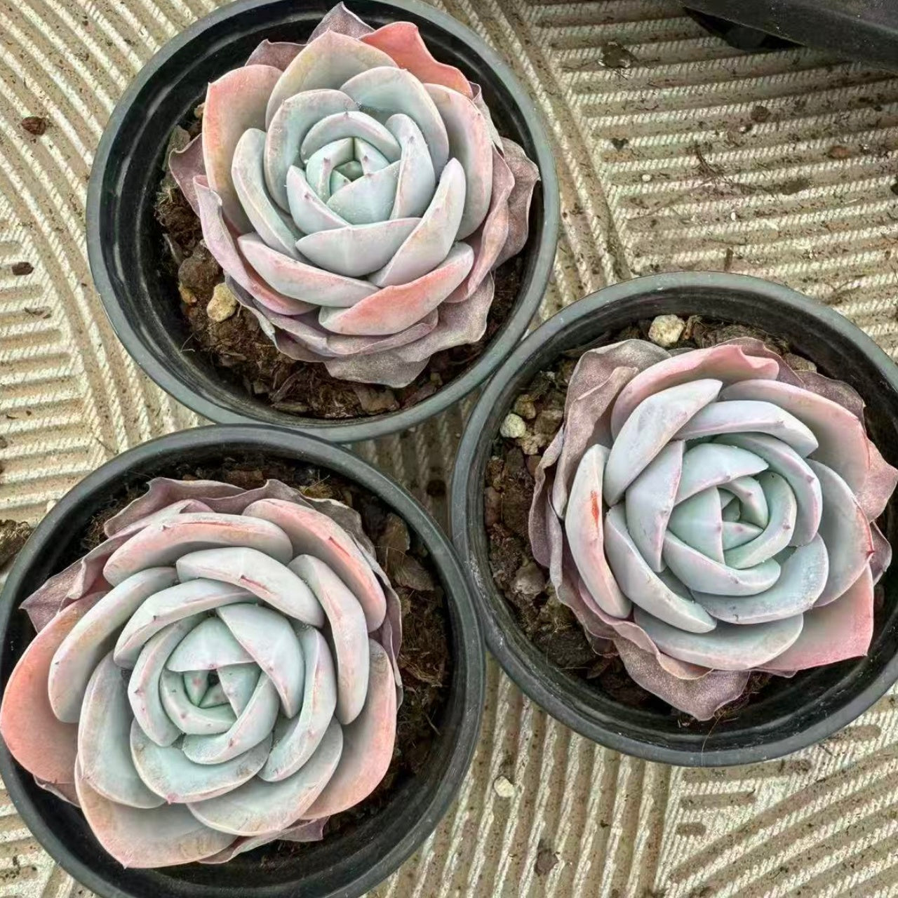 22562 ブレランド(9cm pot)