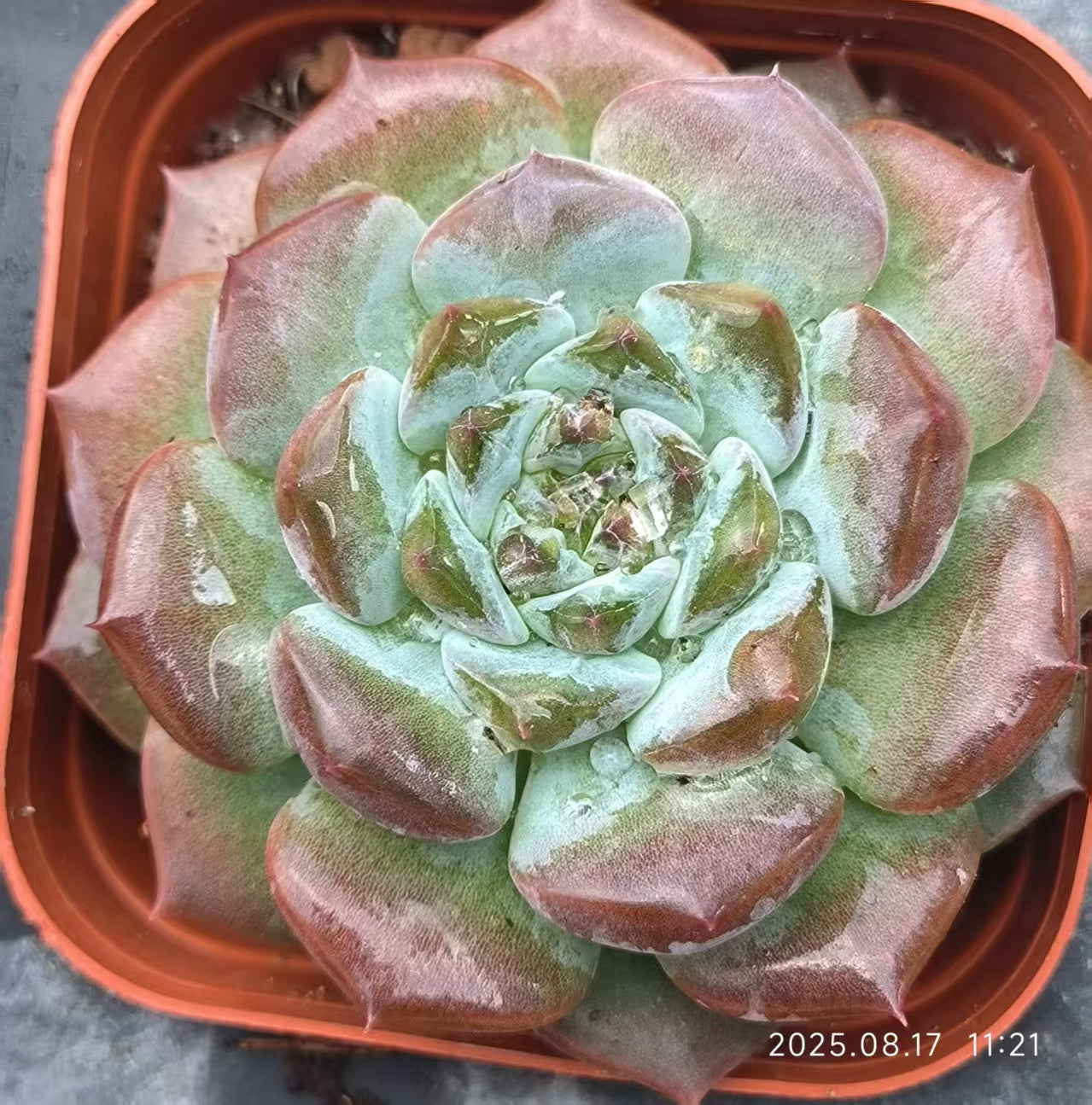 DX084 チェリージャム(6.5cm pot)