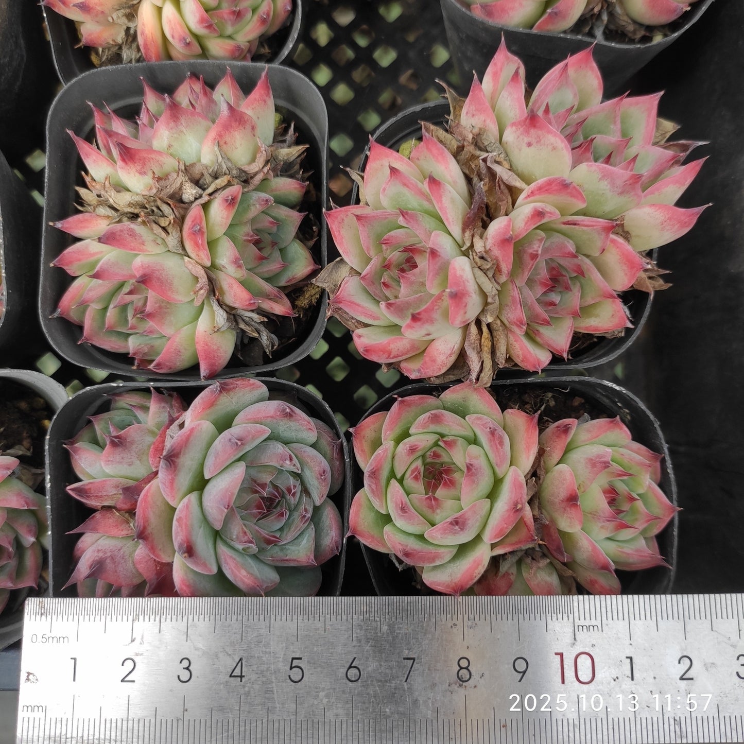 20080 コロラータ(6.5cm pot)