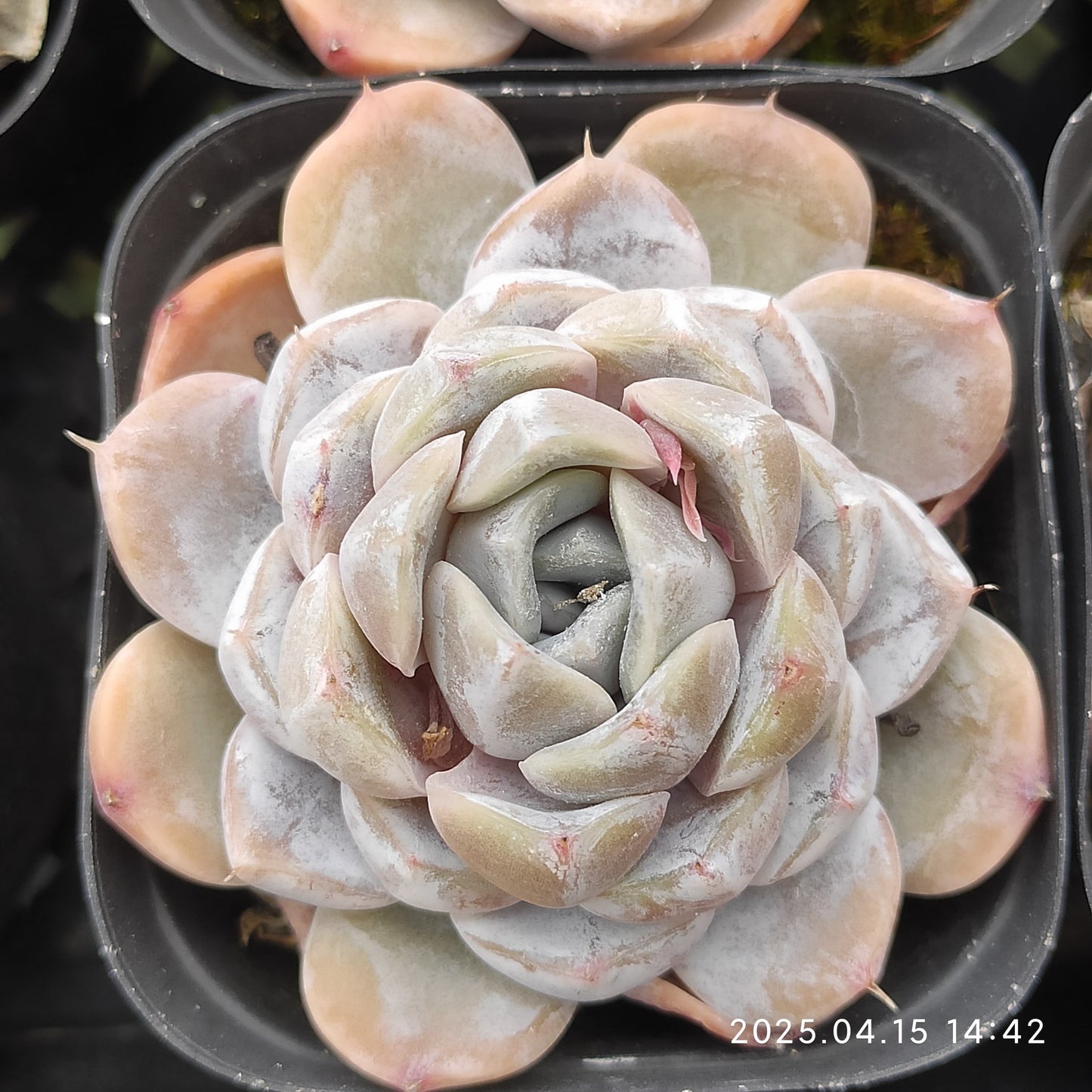 QN243 タイニーバーガー(7cm pot)