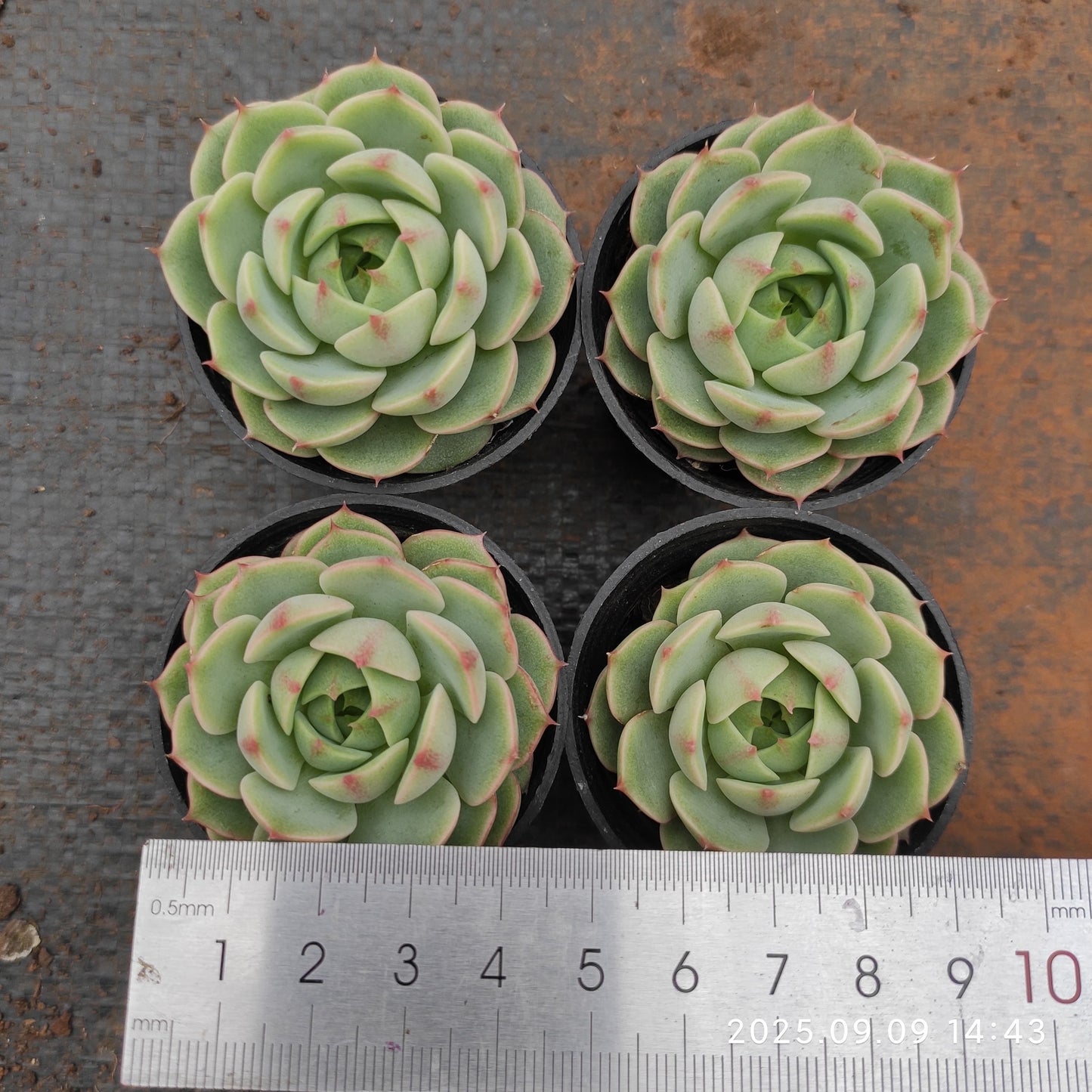 MMT618 ベンバディス(5.5cm pot)