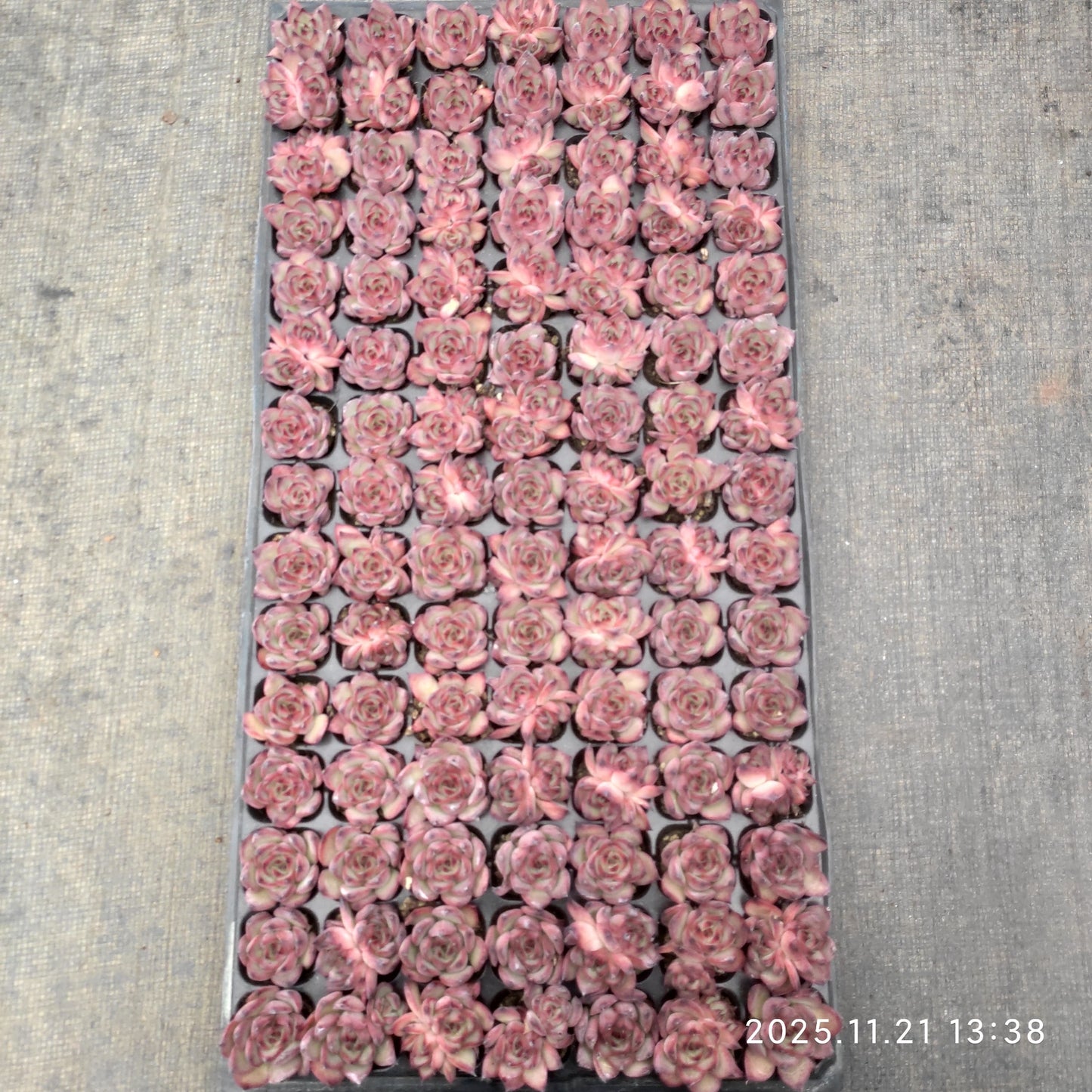 22120 ファイヤーピラー(3cm pot)(ポット苗)