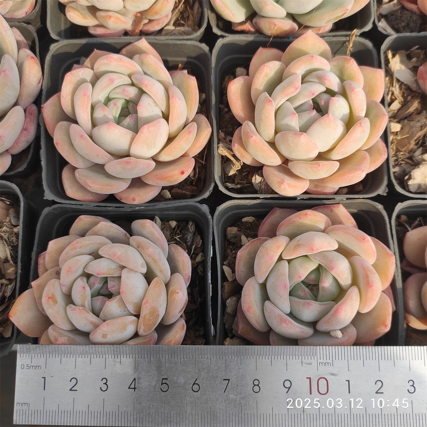 HM130 オレンジモンロー (7cm pot)