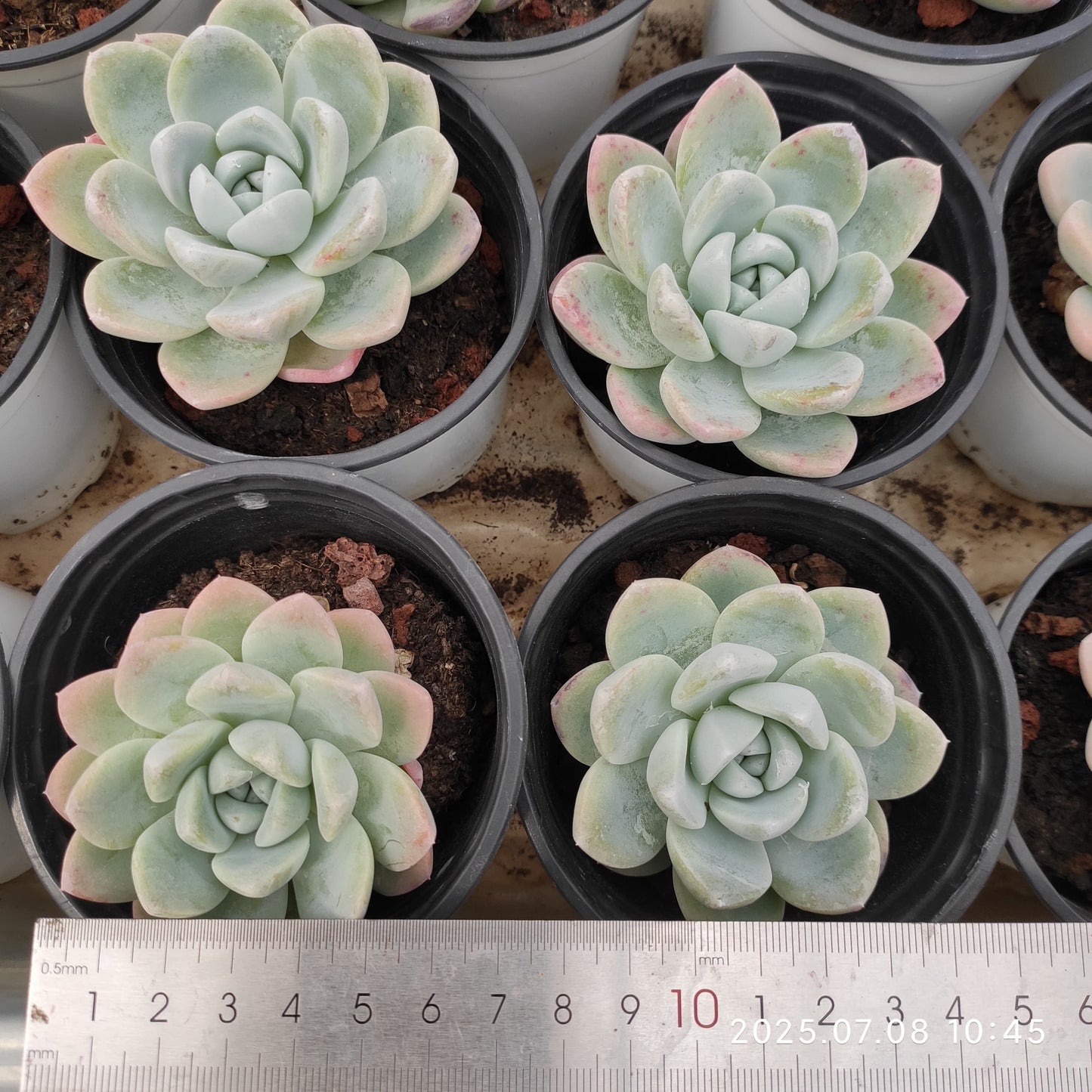 DQ061 スィックモンロー Hyb (9cm pot)