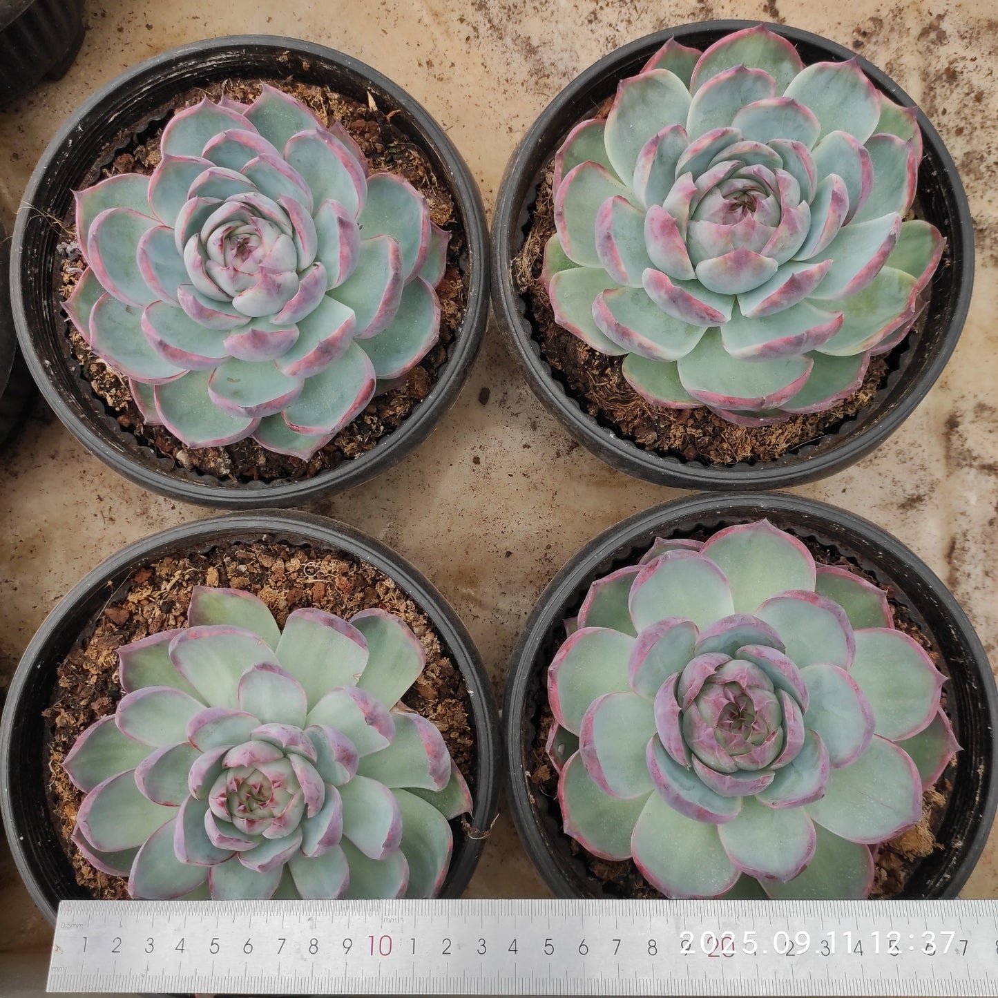 THH078 カシオ(18cm pot)