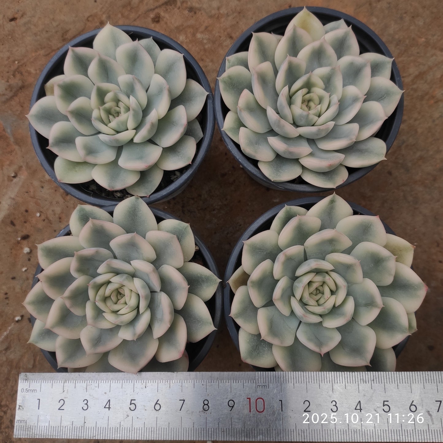 MMY1031 ムーン フェアリー錦(9cm pot)