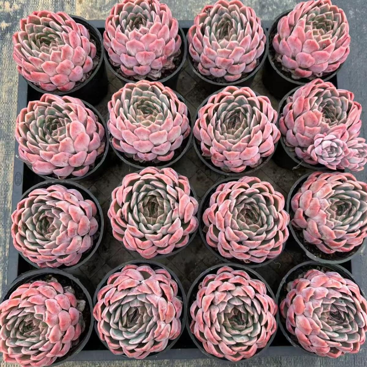 22618 ドラゴン スケール フルート(10cm pot)