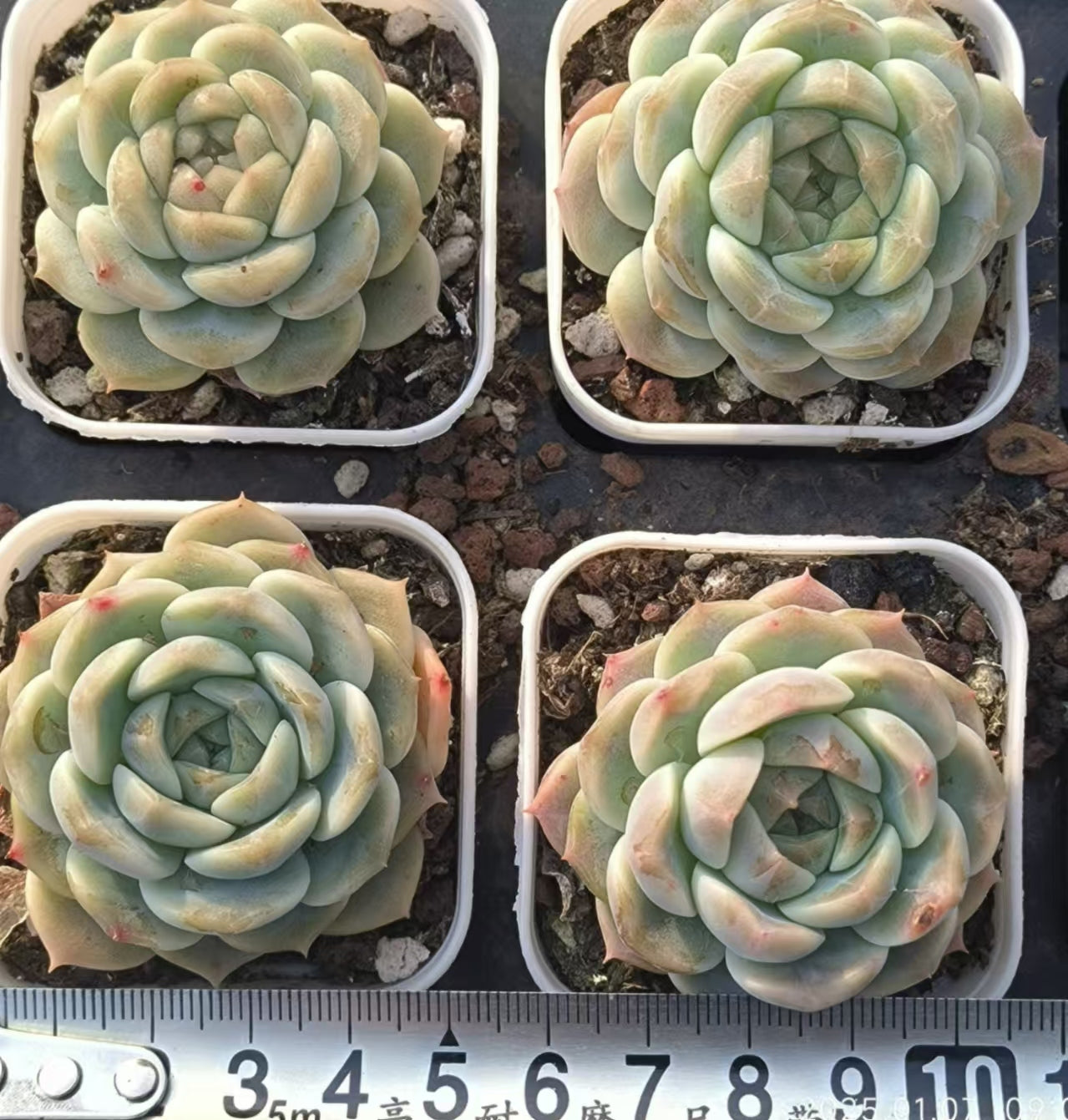 DDX127 アイスダイヤモンド(6.5cm pot)