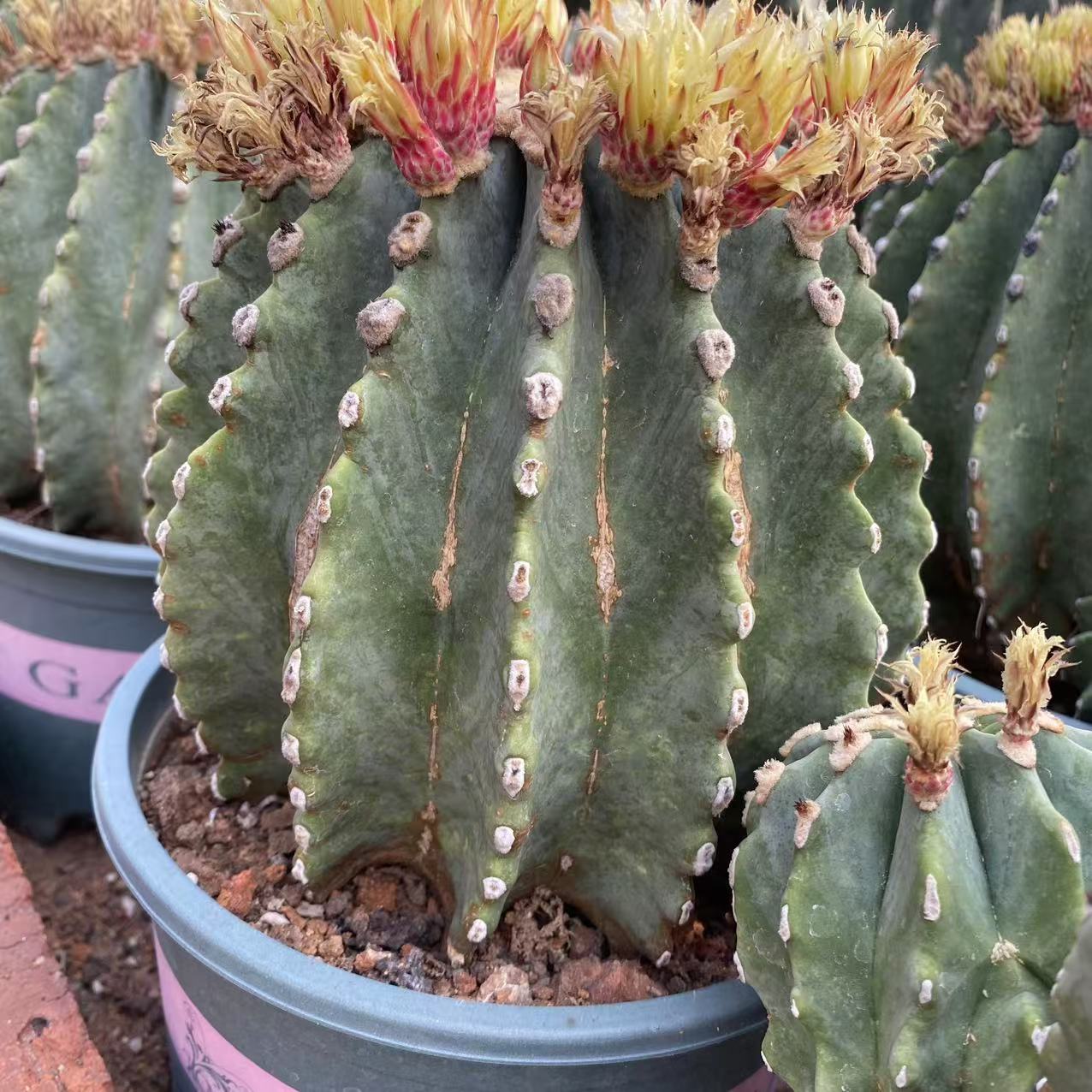 18269 刺無王冠竜(19cm pot)