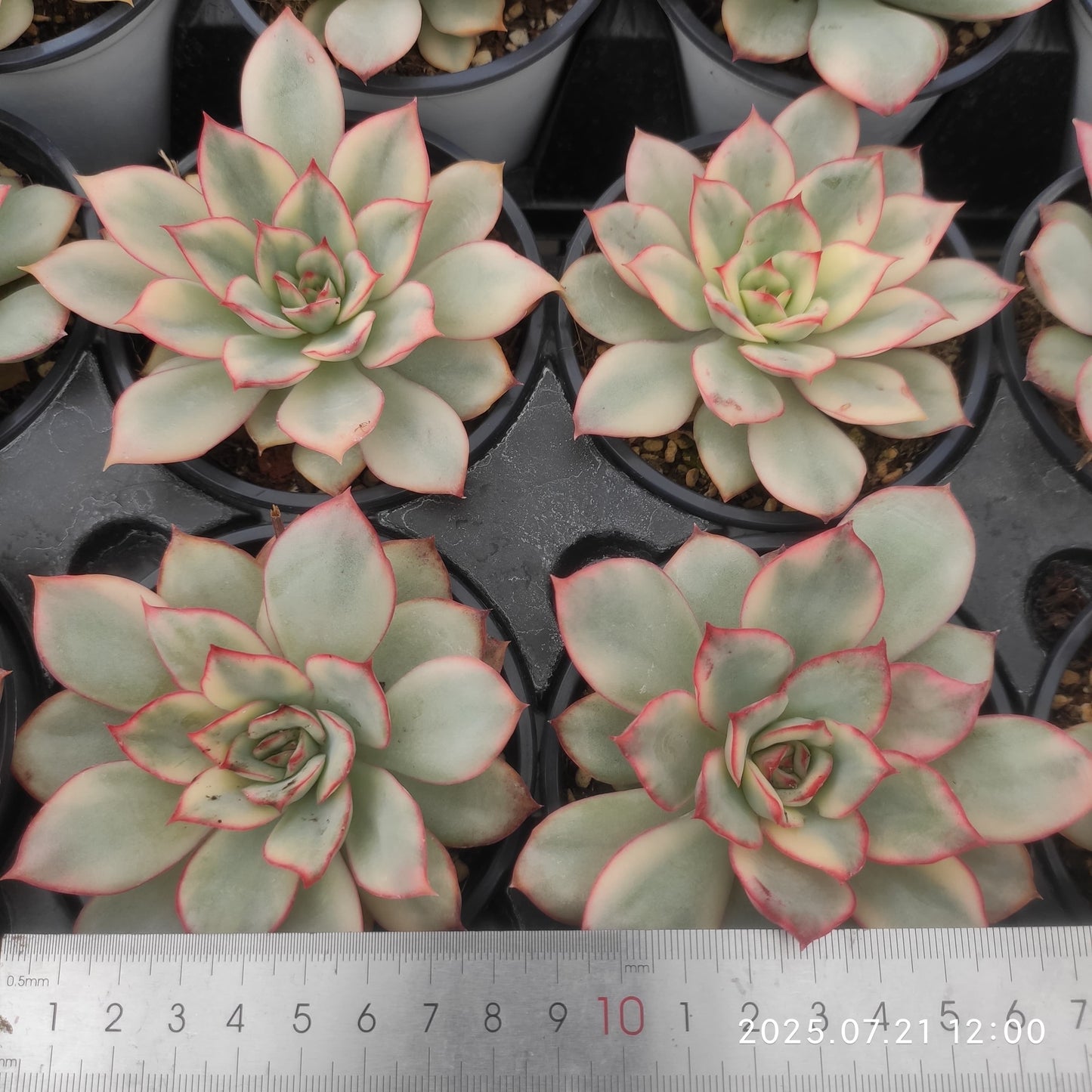 MMY1032 エスター錦 (9cm pot)
