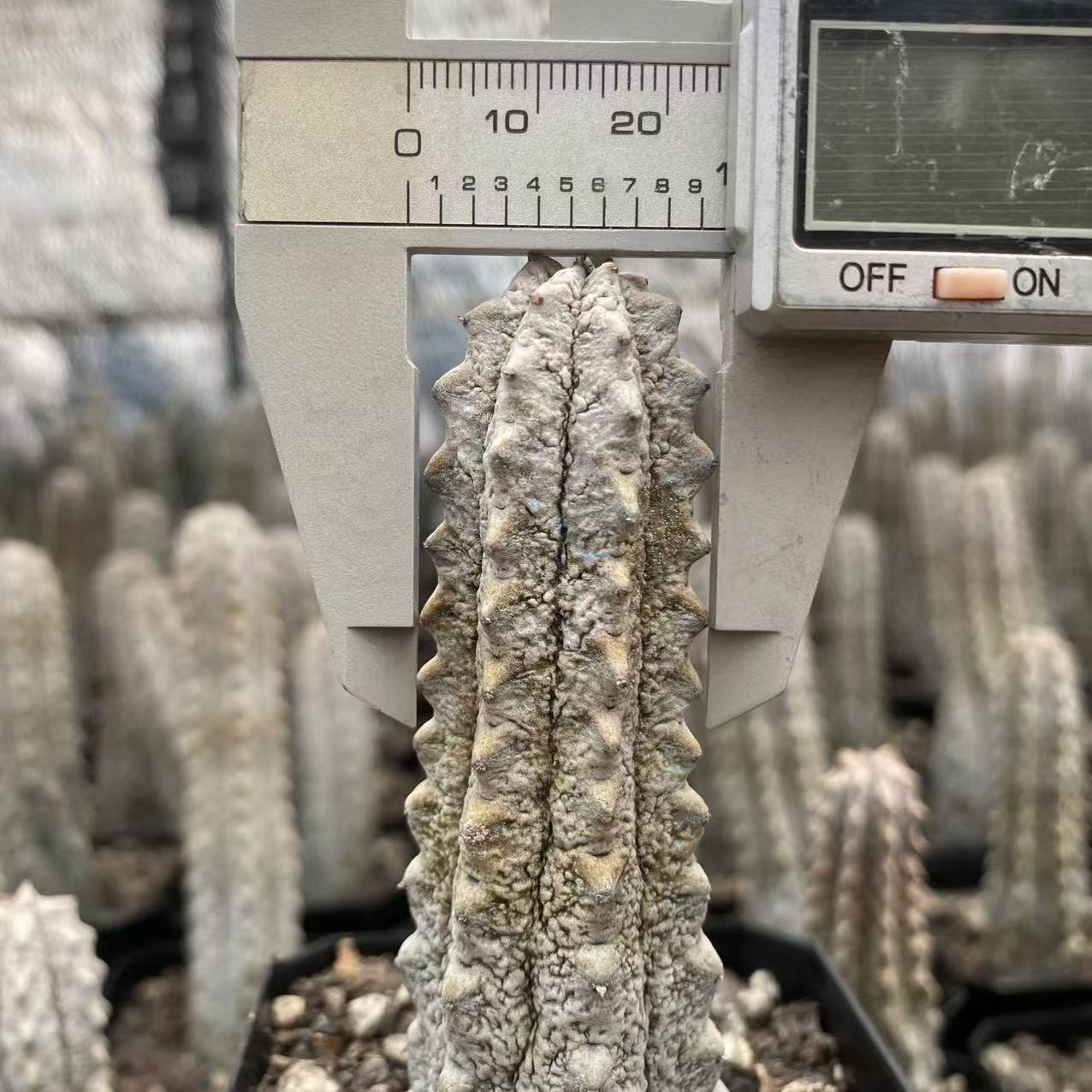 ZL126 ユーフォルビア アブデルクリ(2.8cm pot)