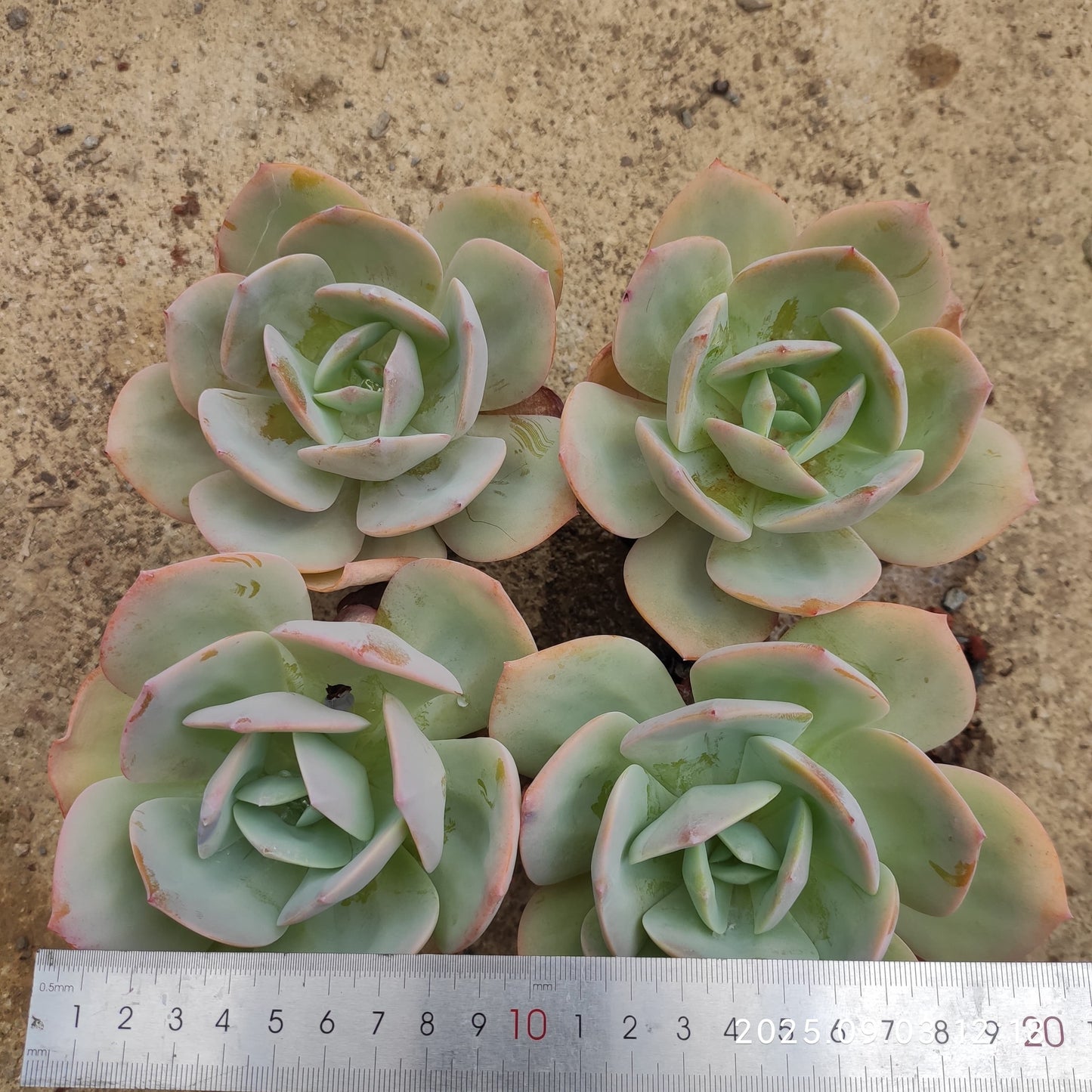 ZZA305 ホワイトフェニックス(12cm pot)