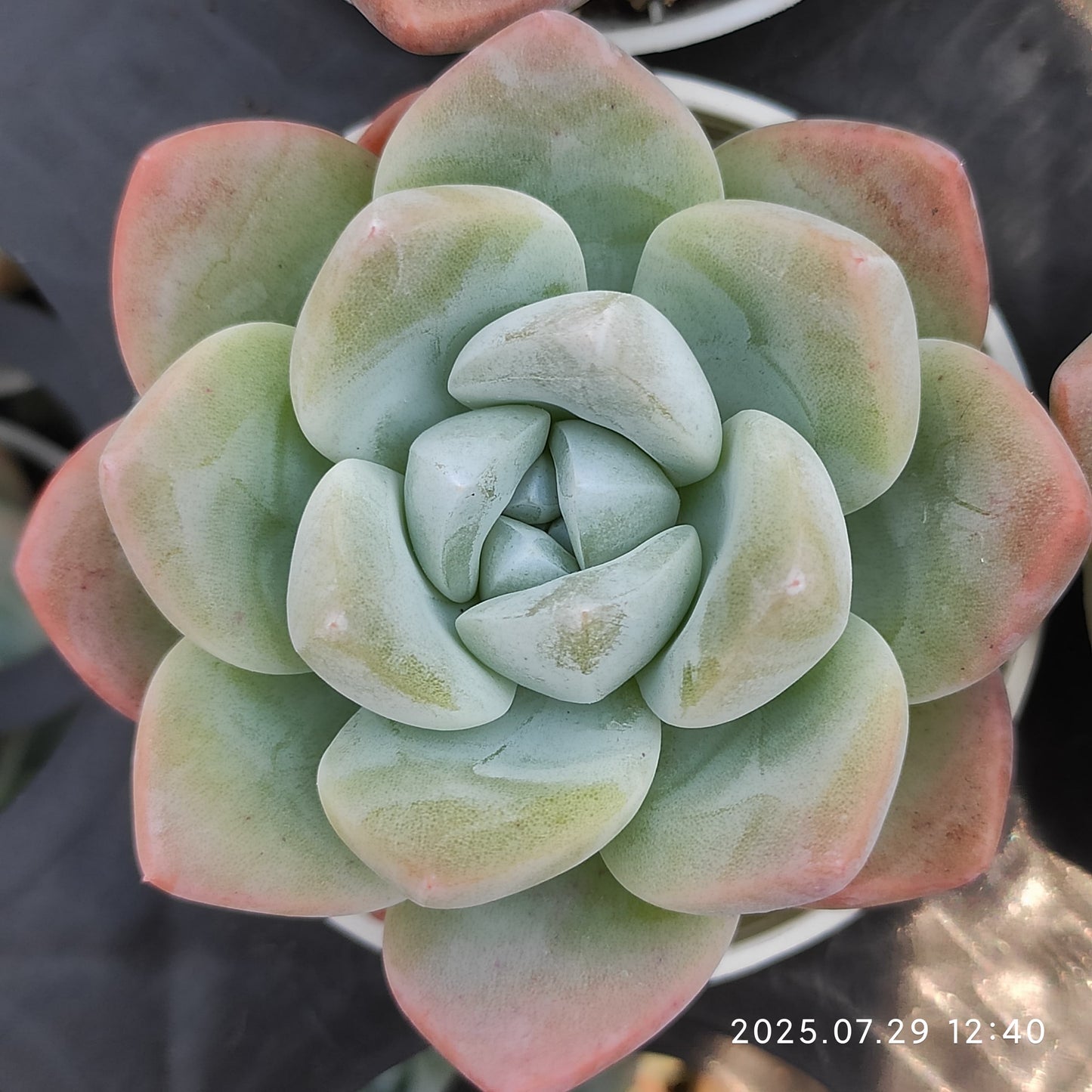 ZZA100 アイス グリーン(5.5cm pot)