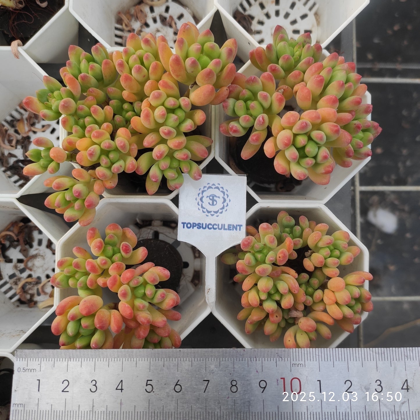 23165 アリス エブンズ