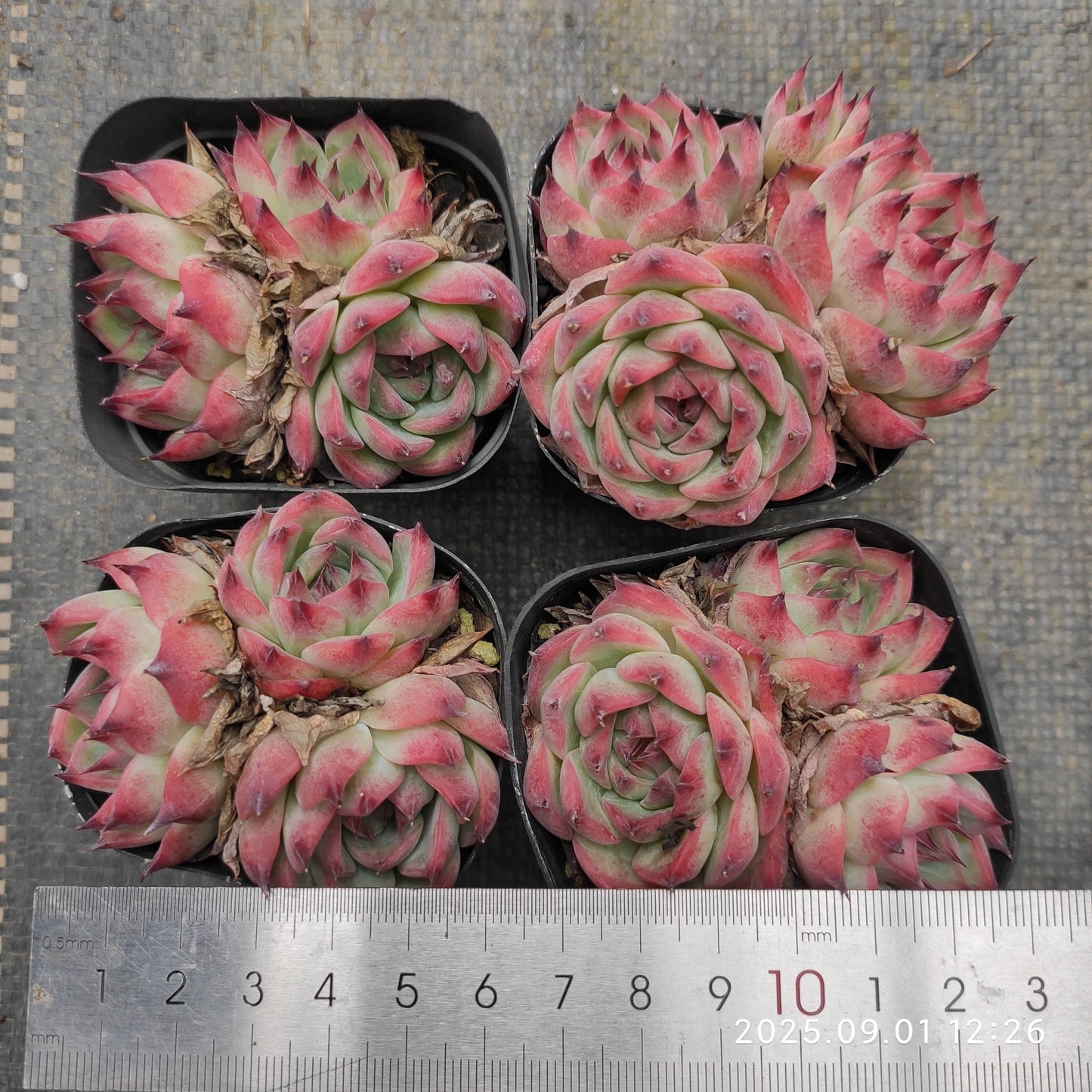 QN769 コロラータ(6.5cm pot)