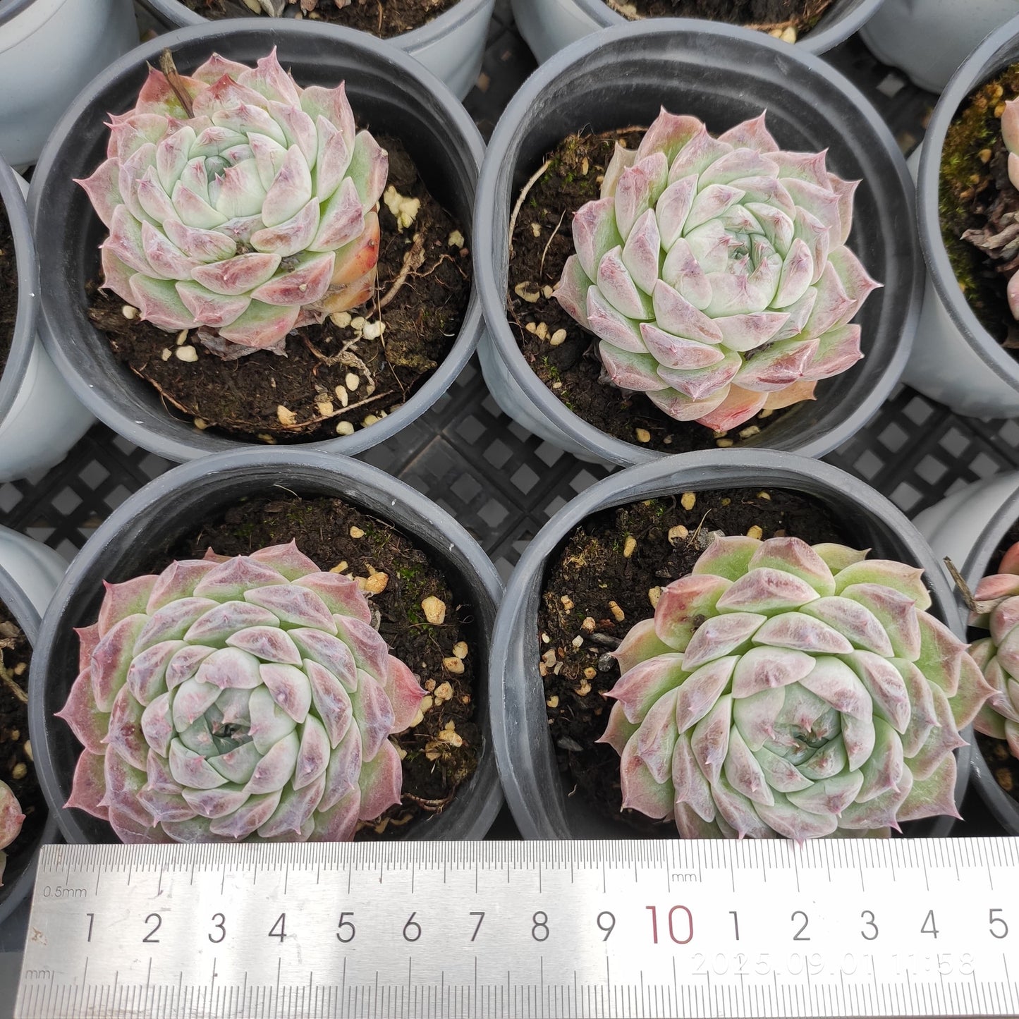 QN554 ポセイドン(9cm pot)