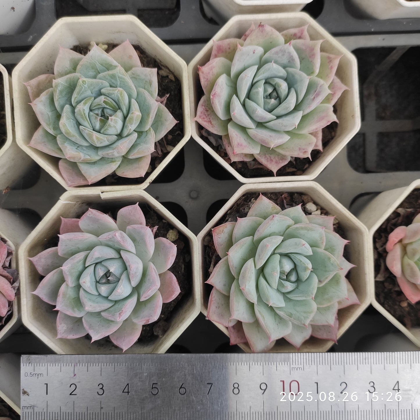 DQ031 アイス ラビット(7cm pot)