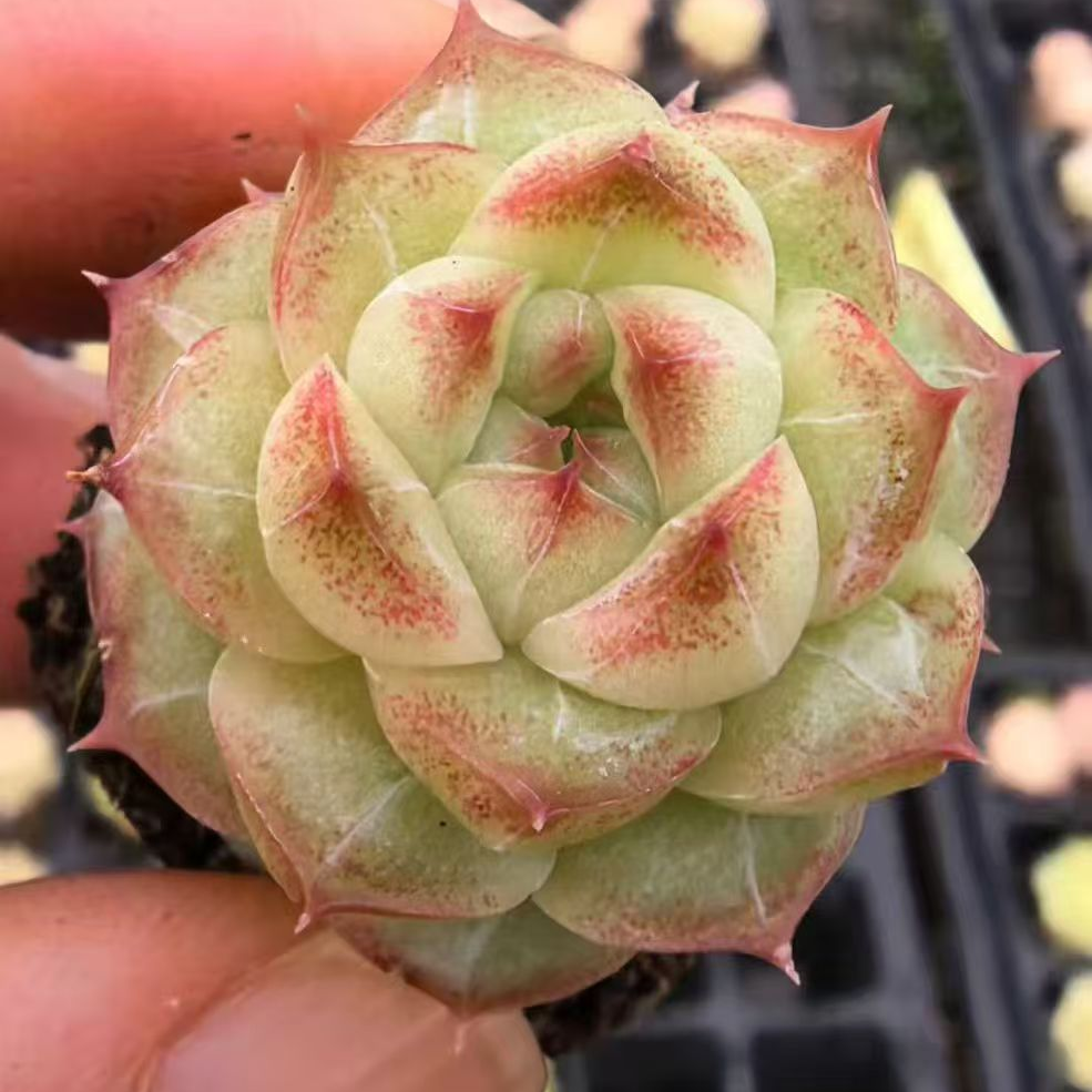 23516 スプリング ウォーター(3cm pot)